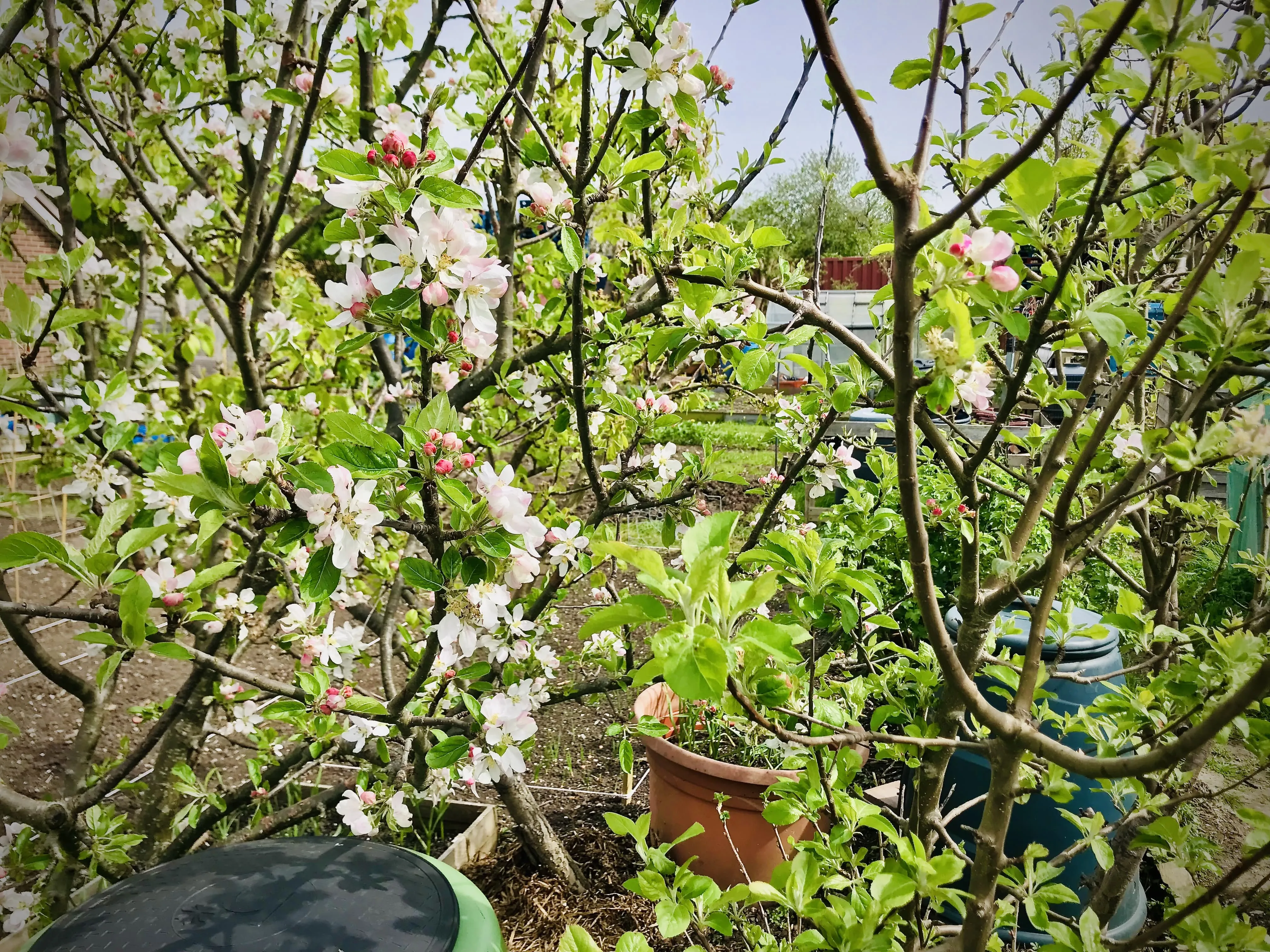 Howgate Wonder apple tree on allotment.