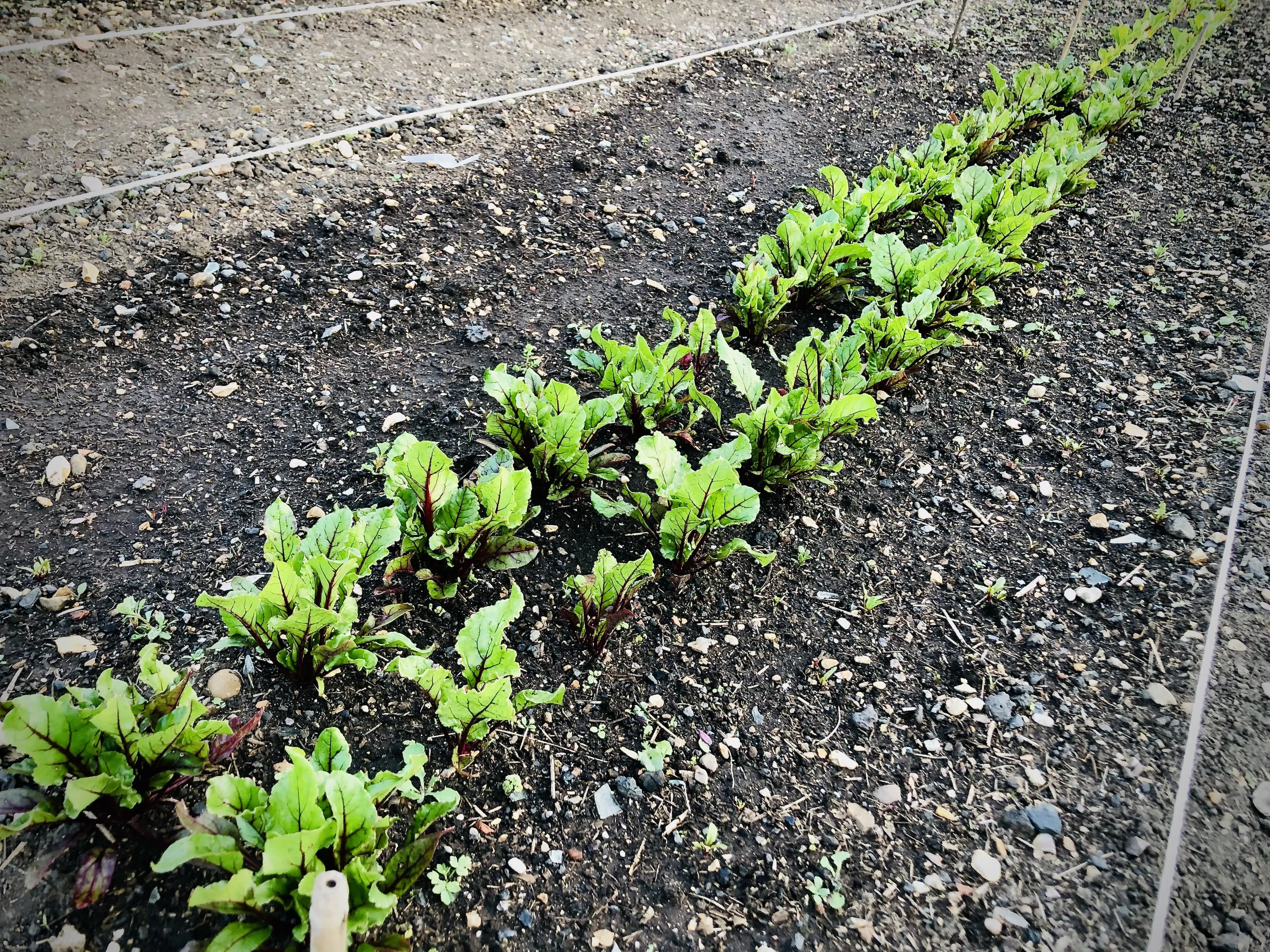 Multisown beetroot on the allotment.
