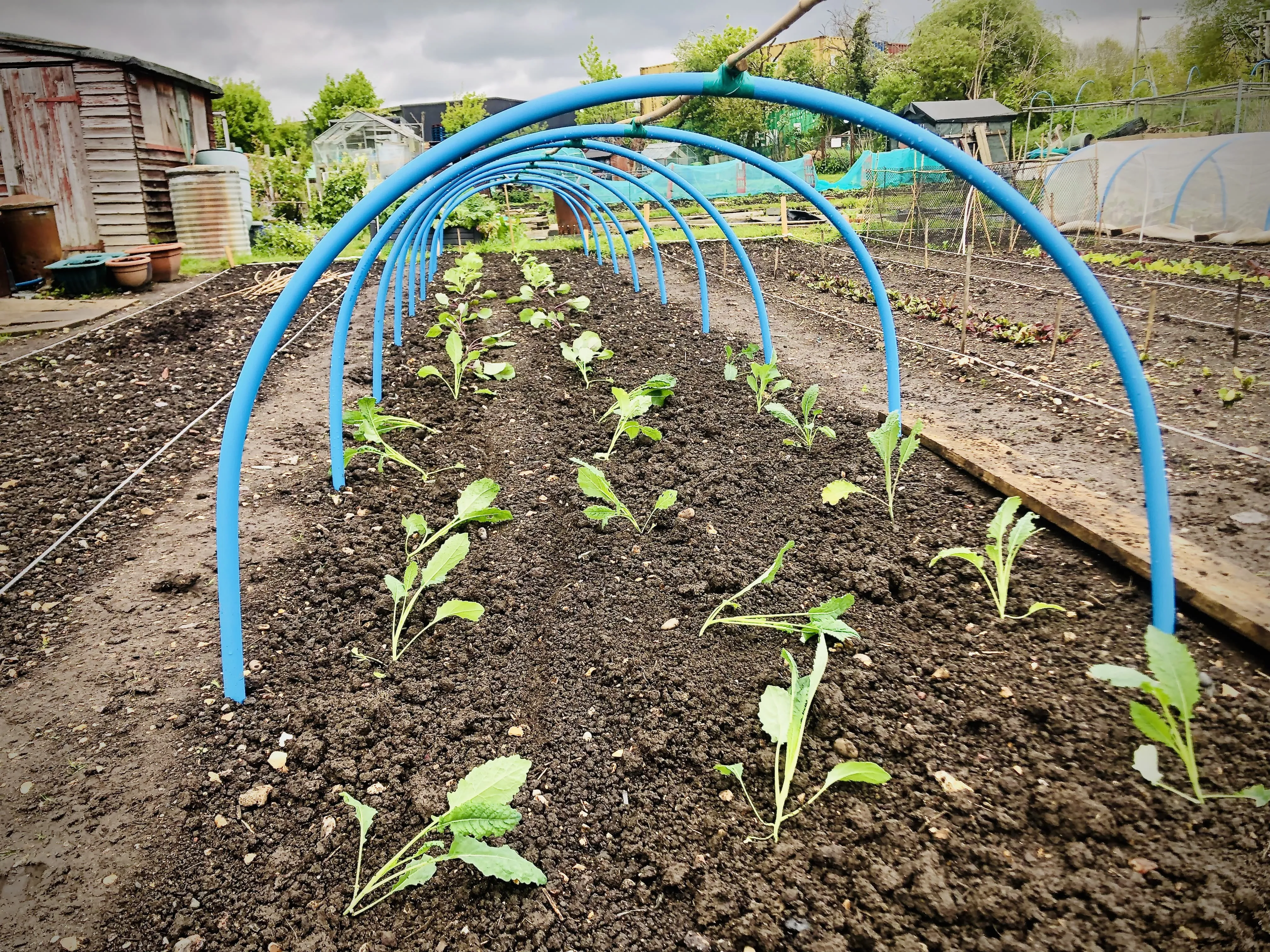 Cabbages planted out under hoops on allotment.