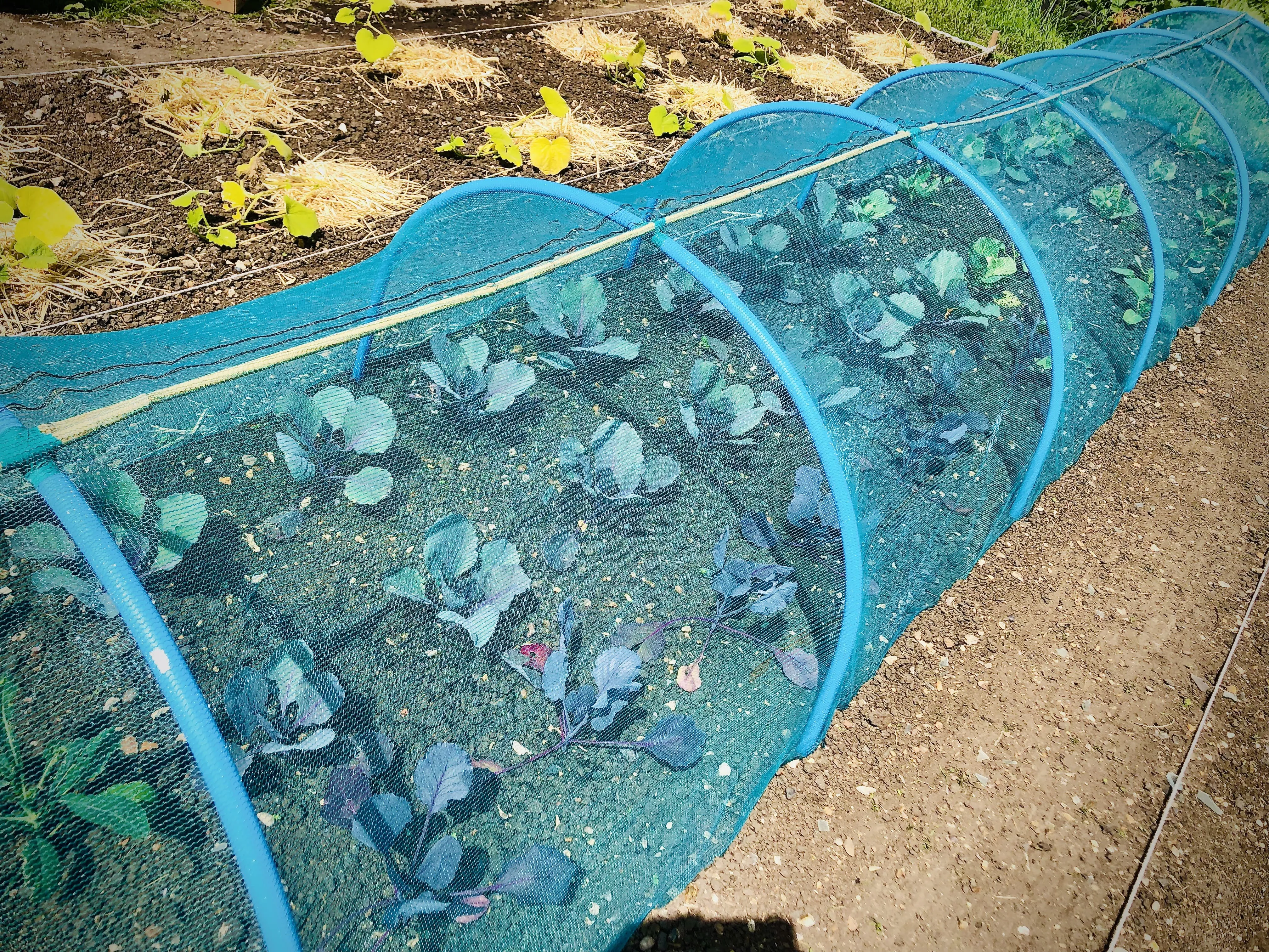 Red cabbages under netting on the allotment.