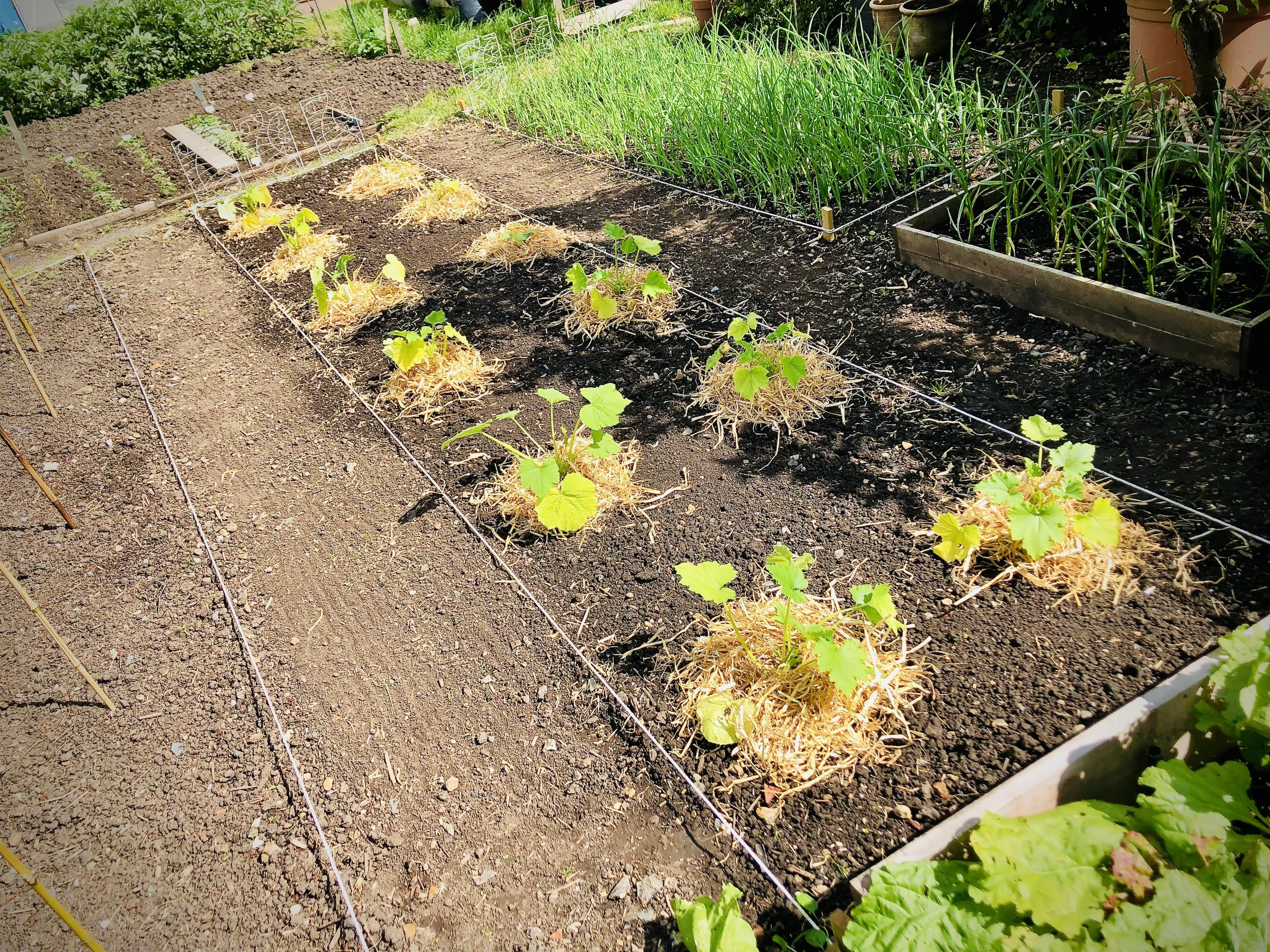 Courgettes planted out on allotment.