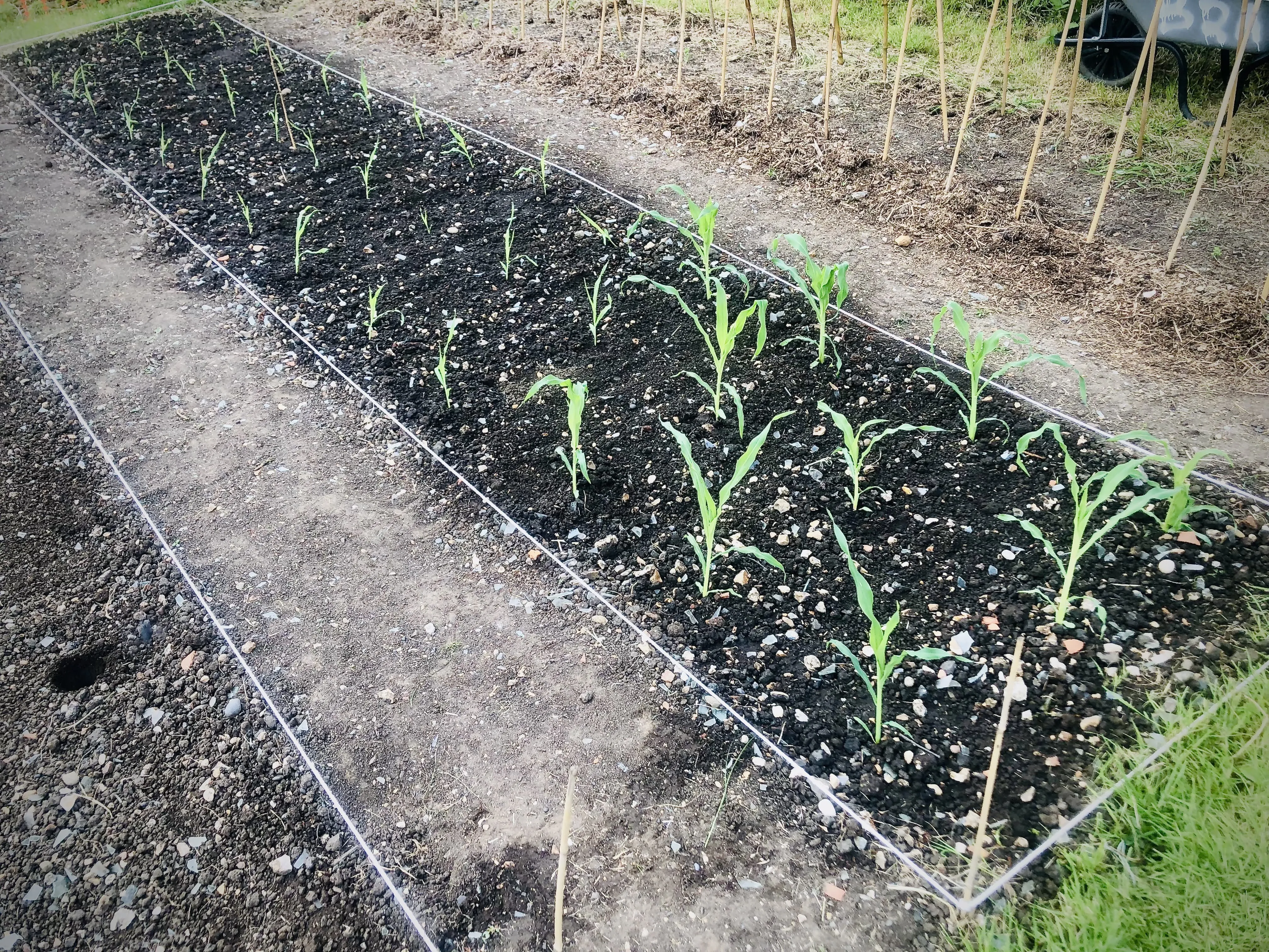Sweetcorn planted out early.