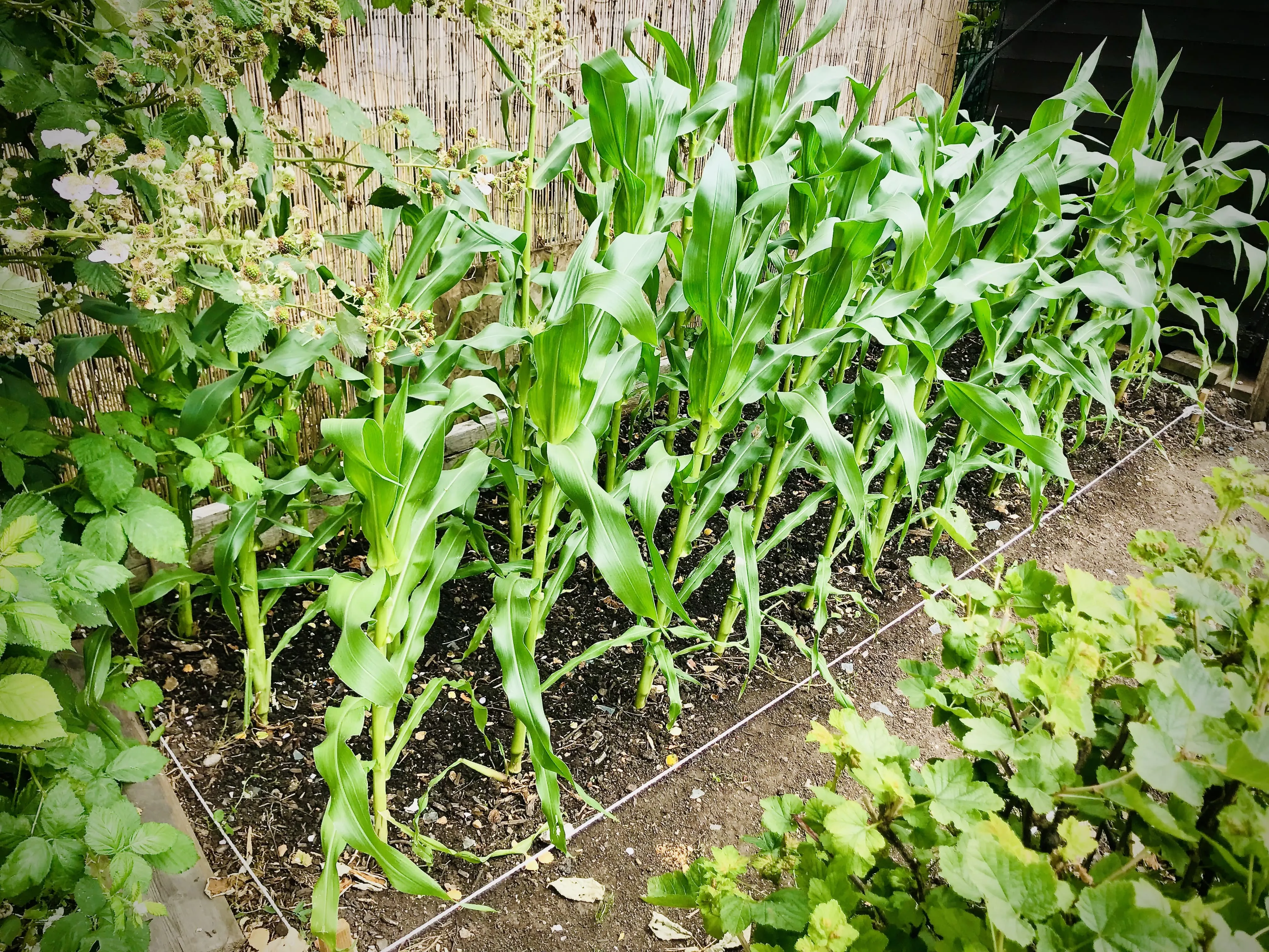 Sweetcorn coming along nicely on allotment.