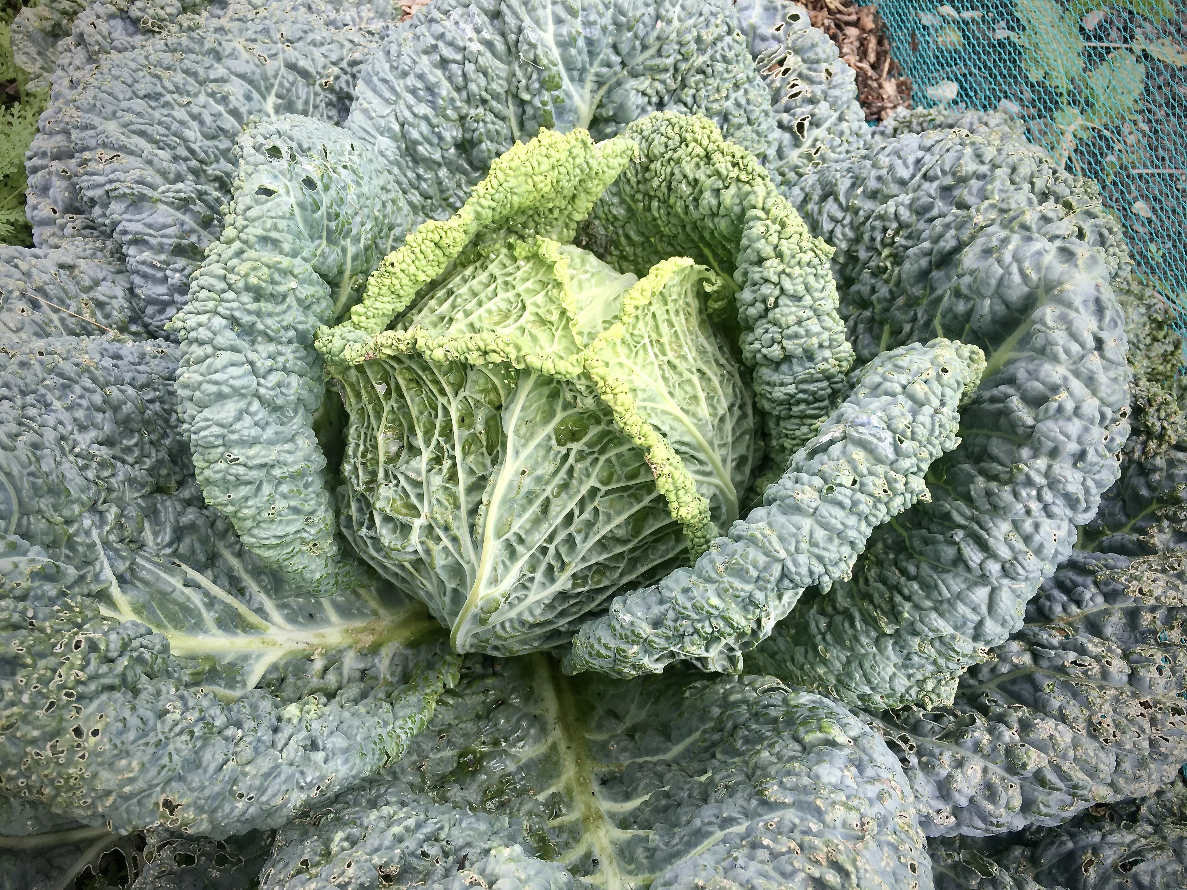 Savoy cabbage.