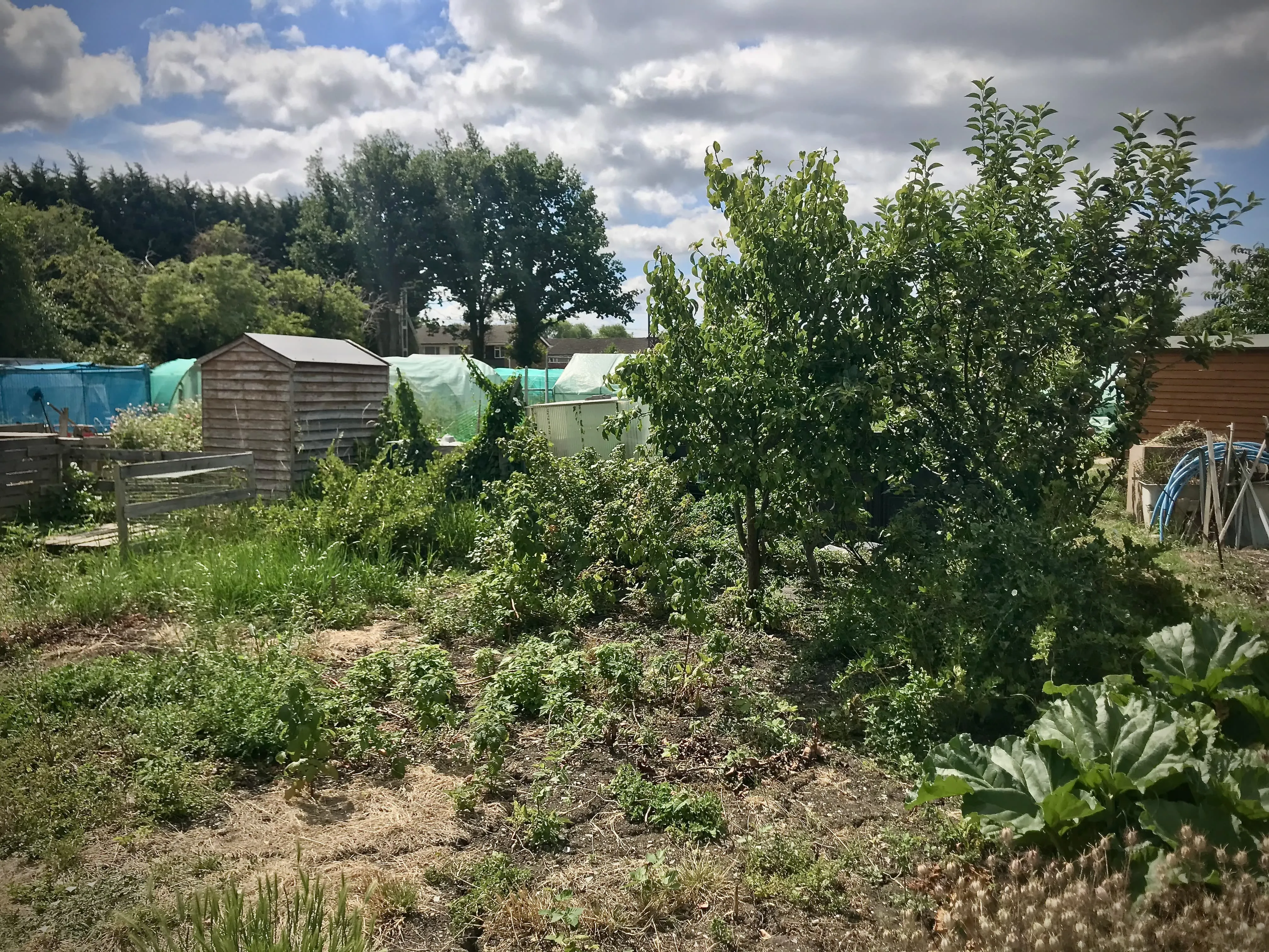 Allotment plot covered in weeds