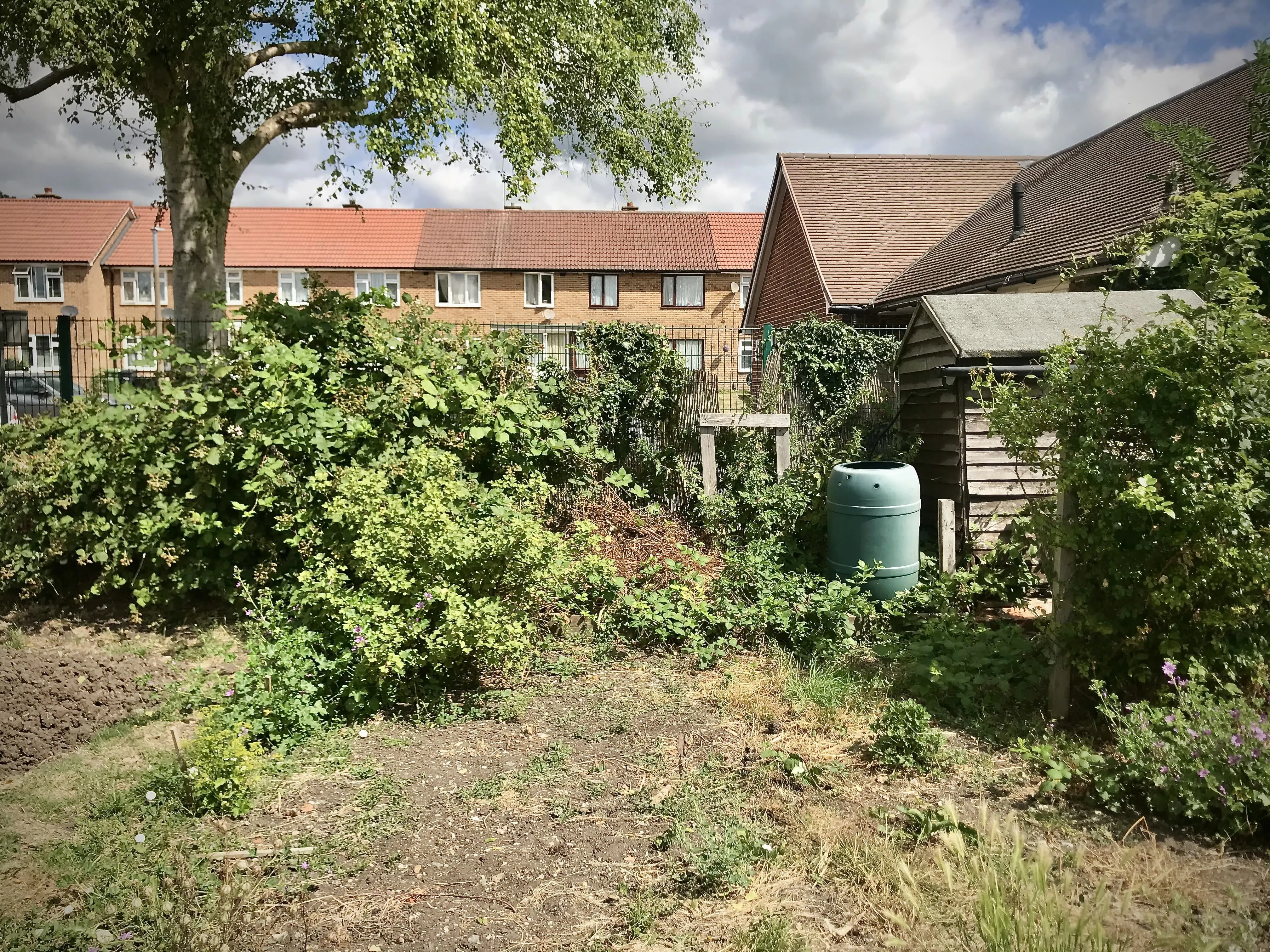 Allotment plot full of weeds.