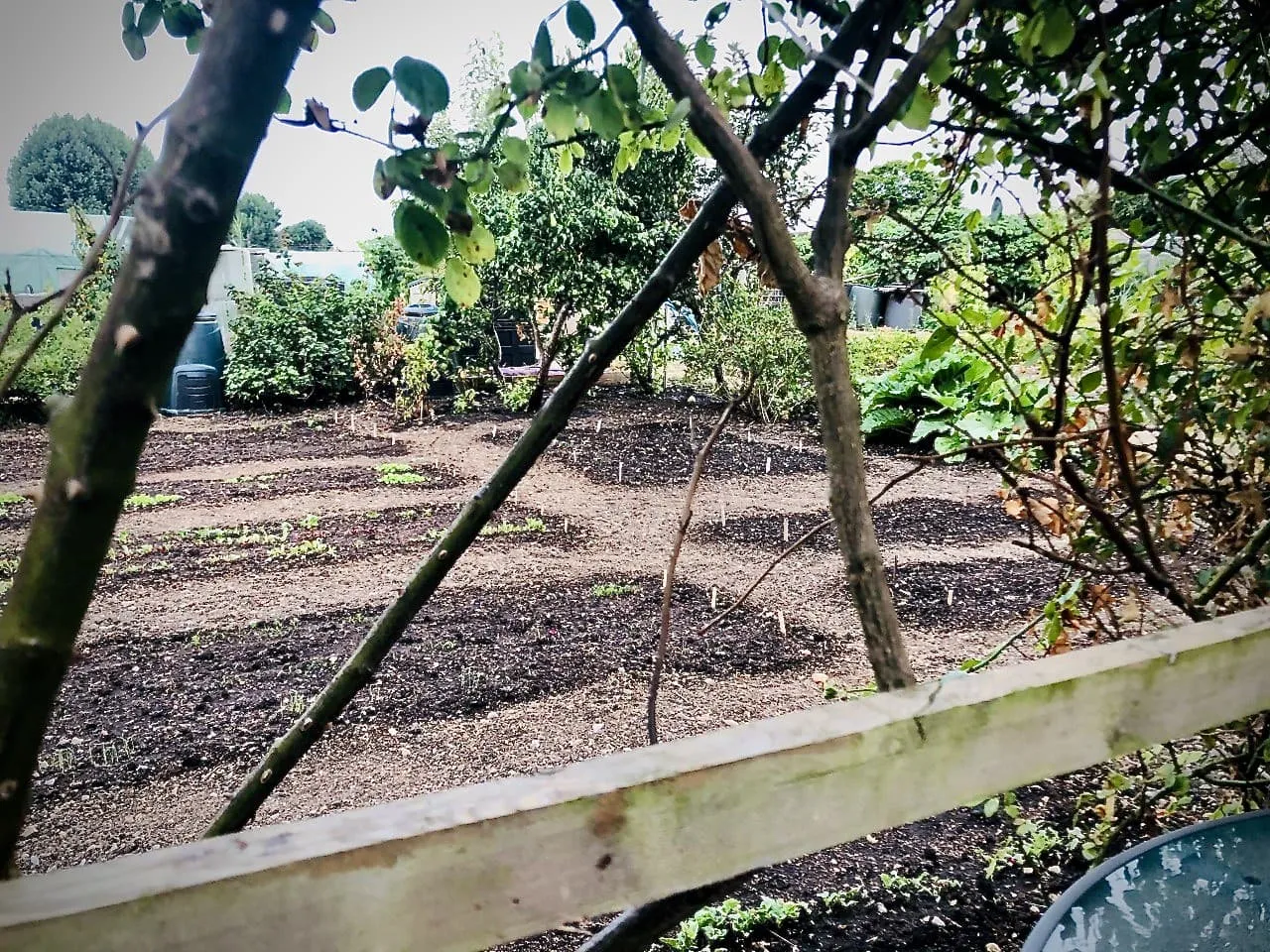 Seeds planted in allotment plot.
