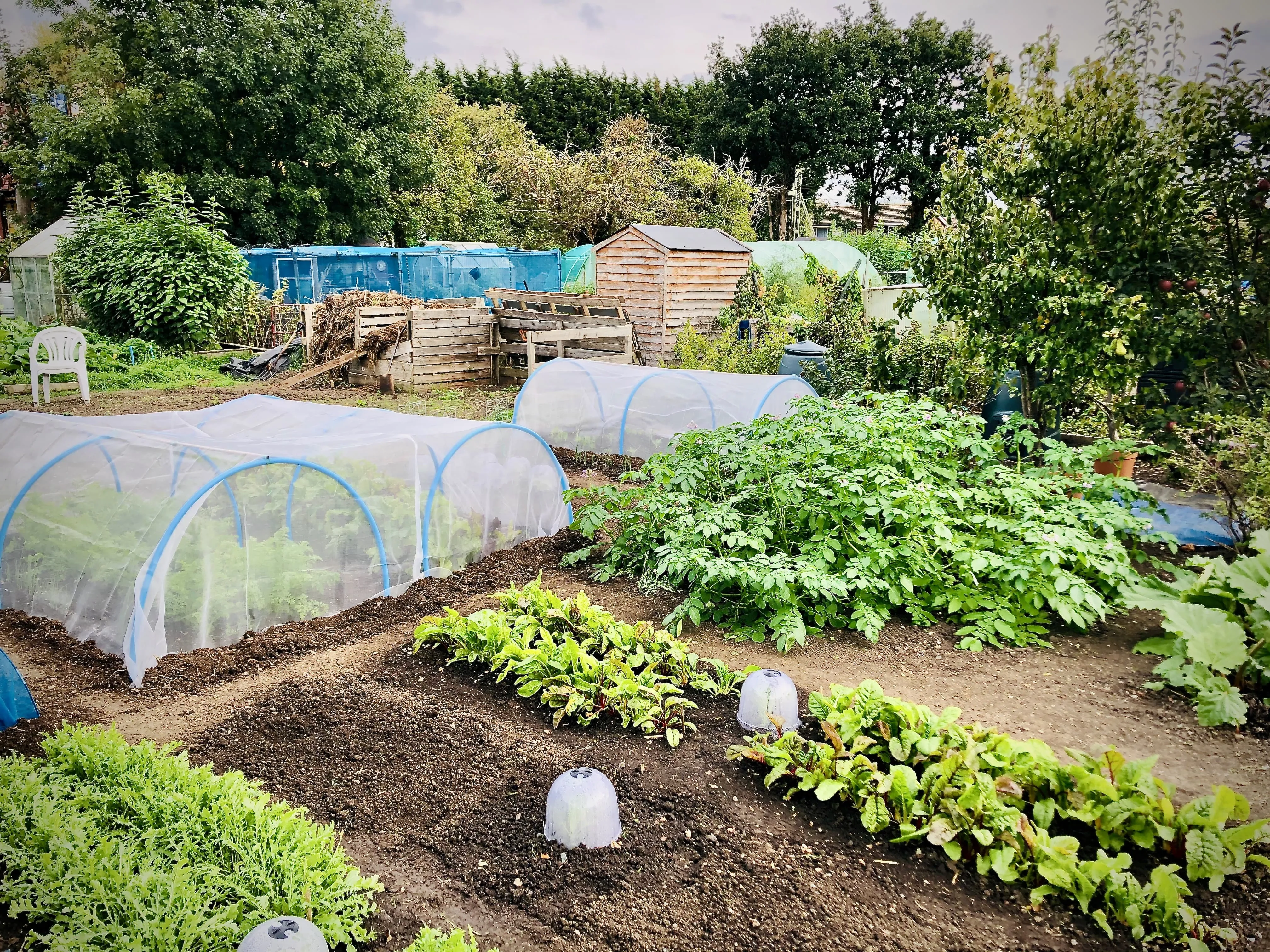 Seedlings appearing on allotment plot.
