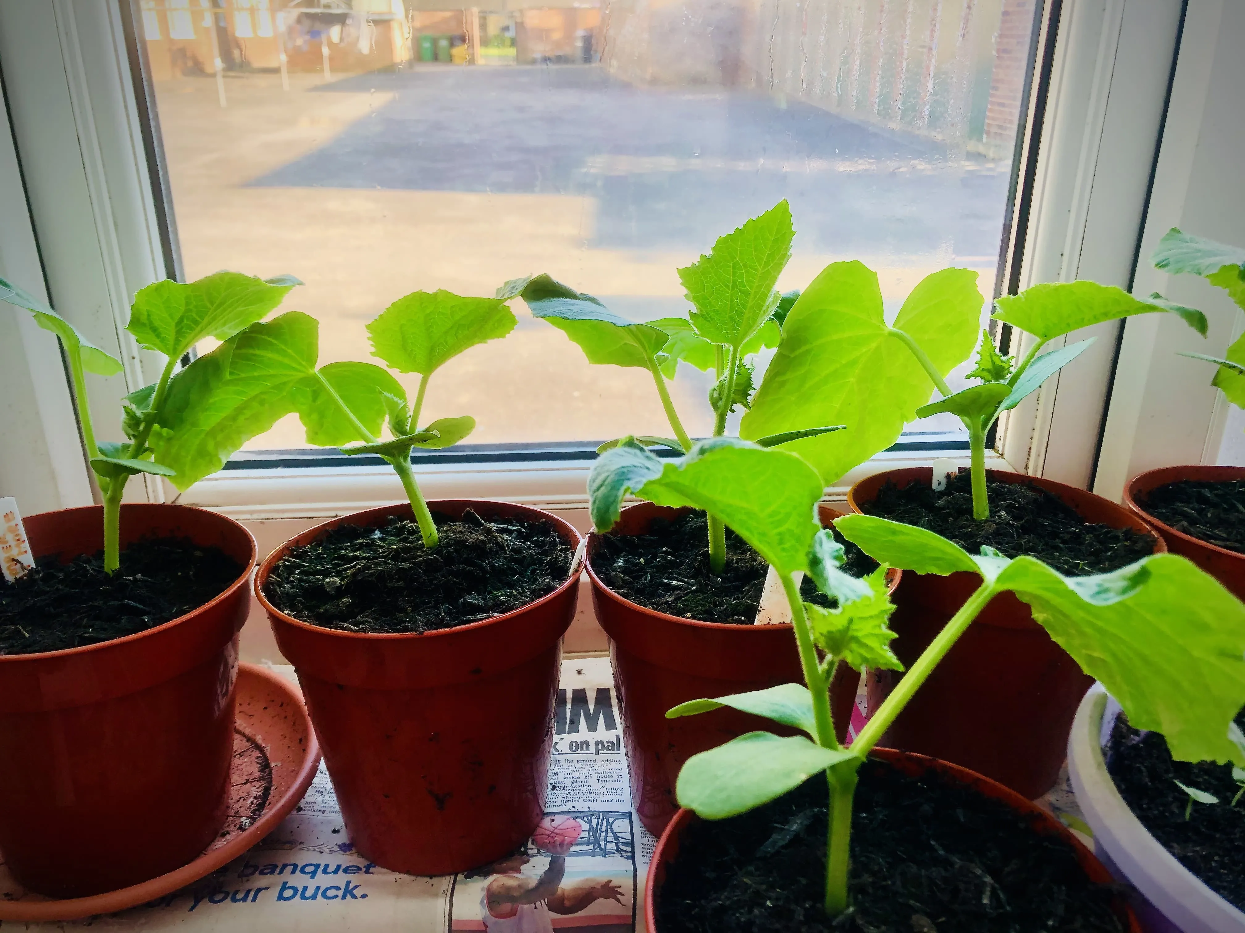 Peppers growing on windowsill.