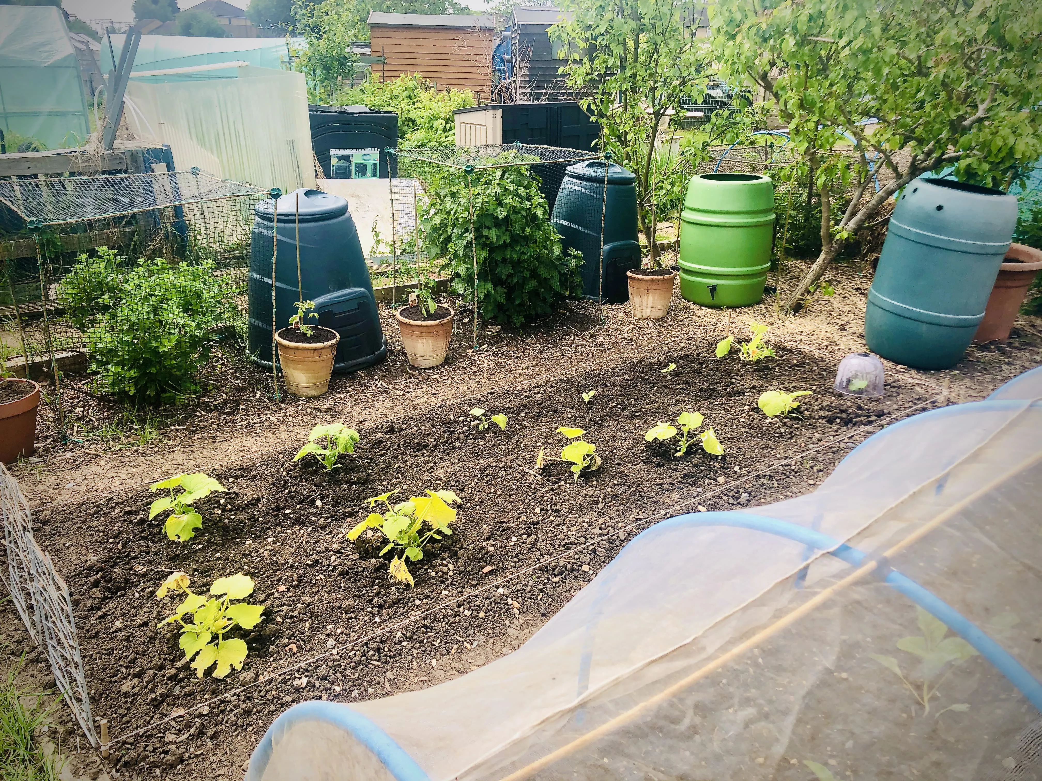 Butternut squash planted out on allotment plot.