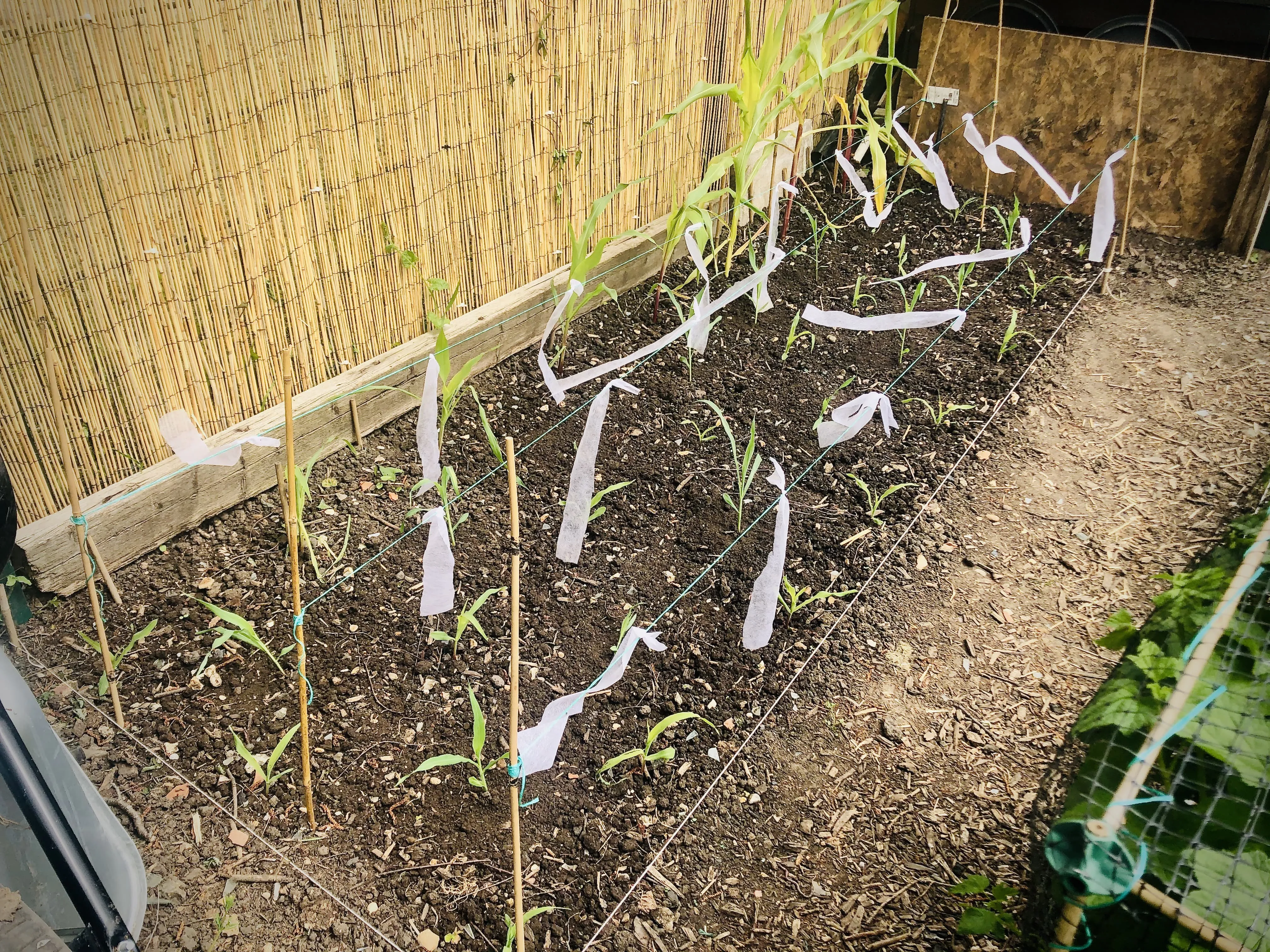 Sweetcorn planted out in a block on allotment plot.