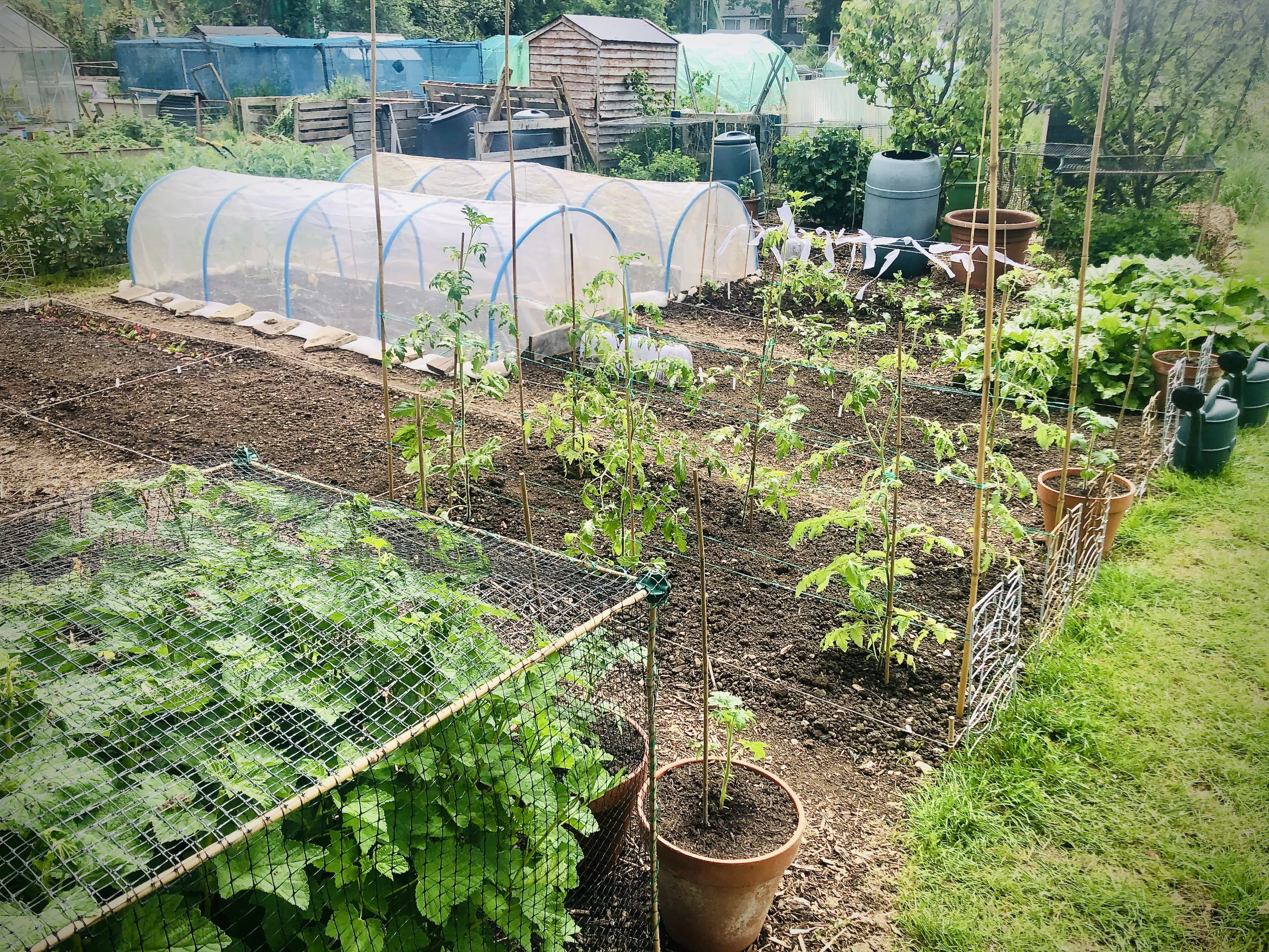 Hoops and tomatoes on an allotment plot.