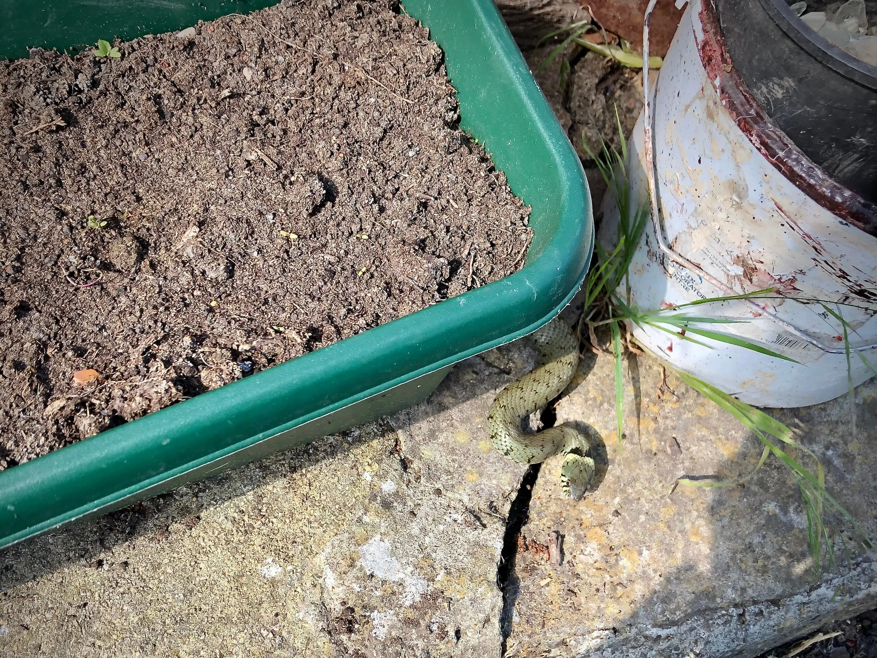 Grass snake on an allotment plot.