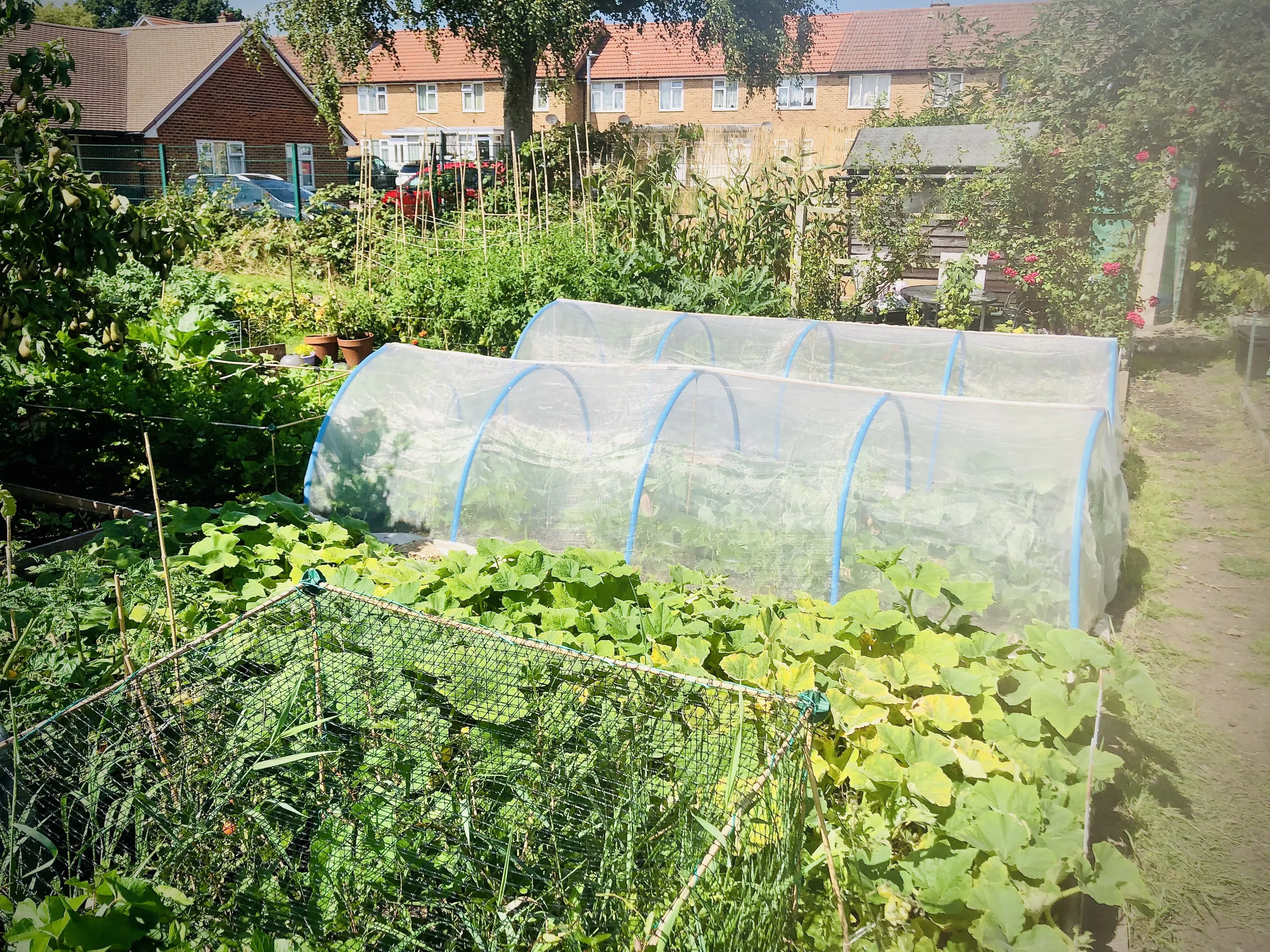 Allotment plot in full bloom.