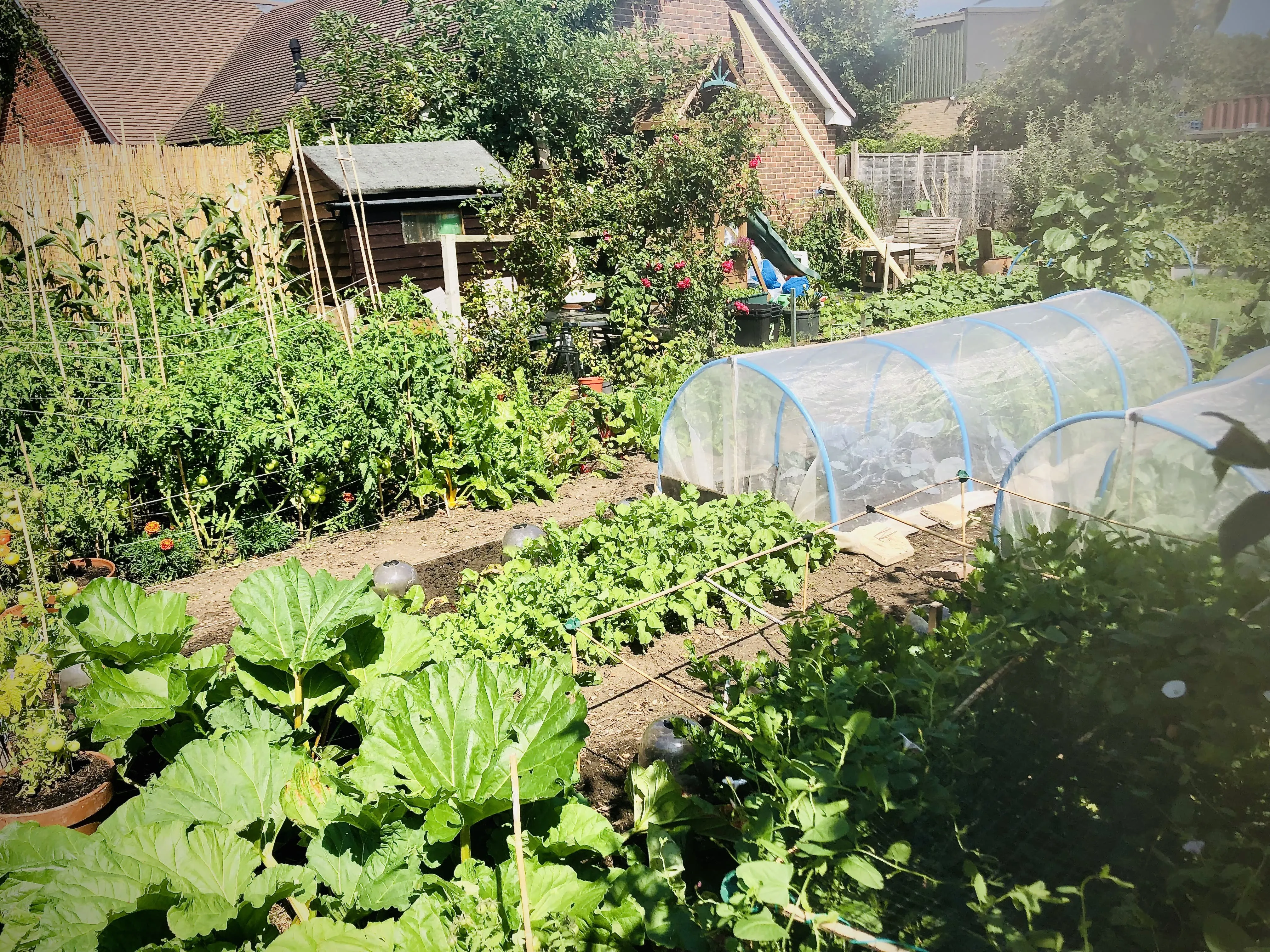 Allotment plot in full bloom.