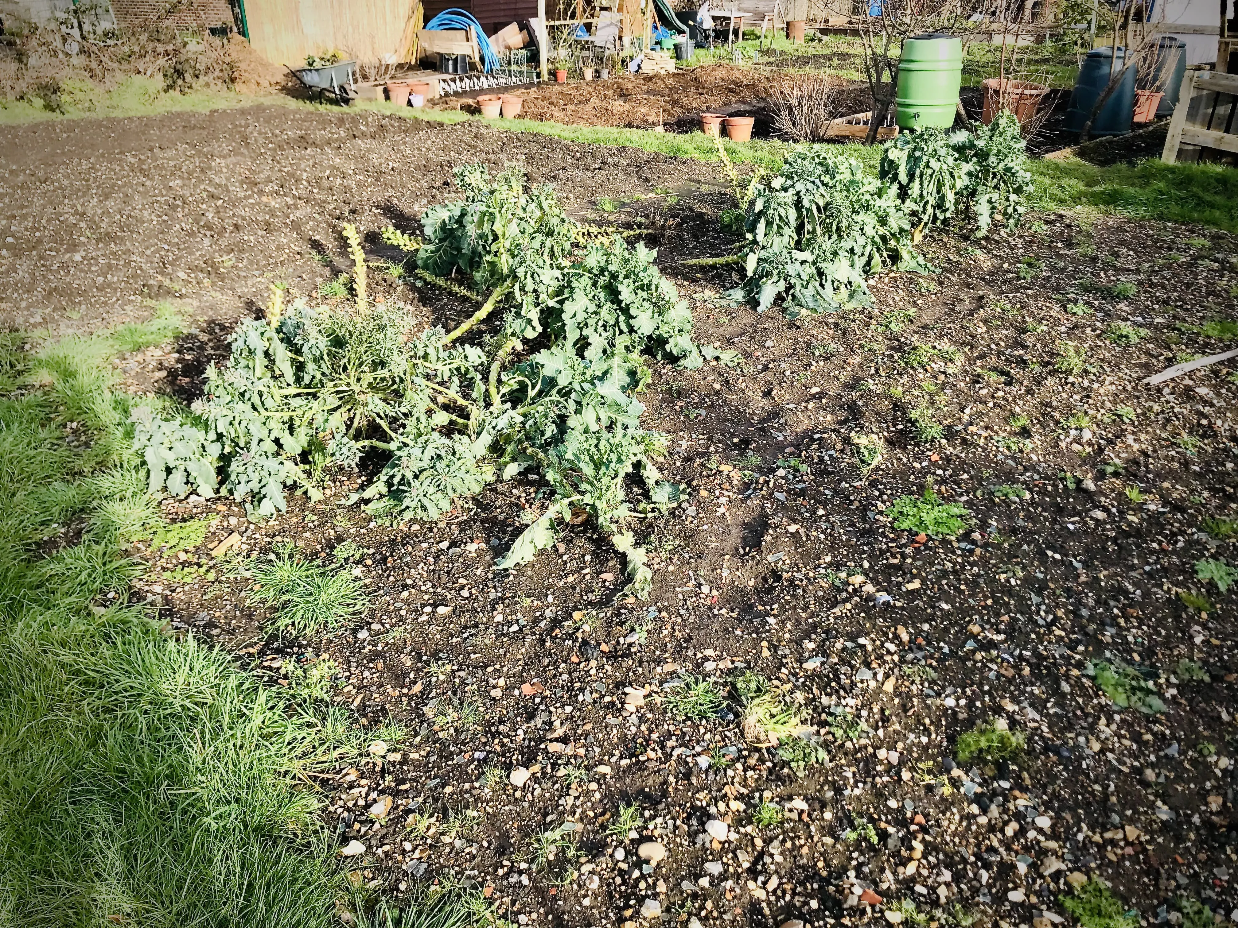 Brussels sprouts on allotment.