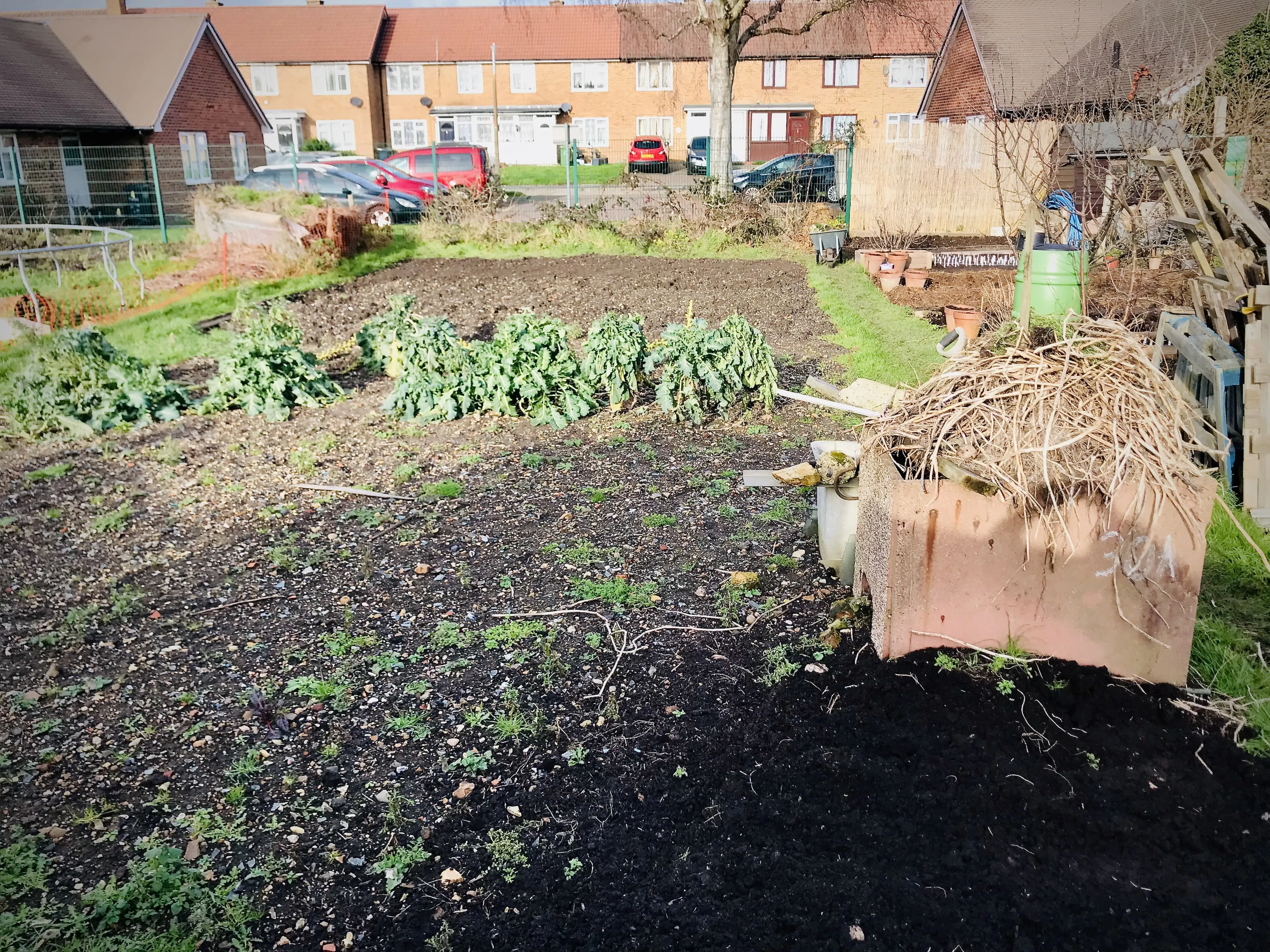 Brussels sprouts on allotment.
