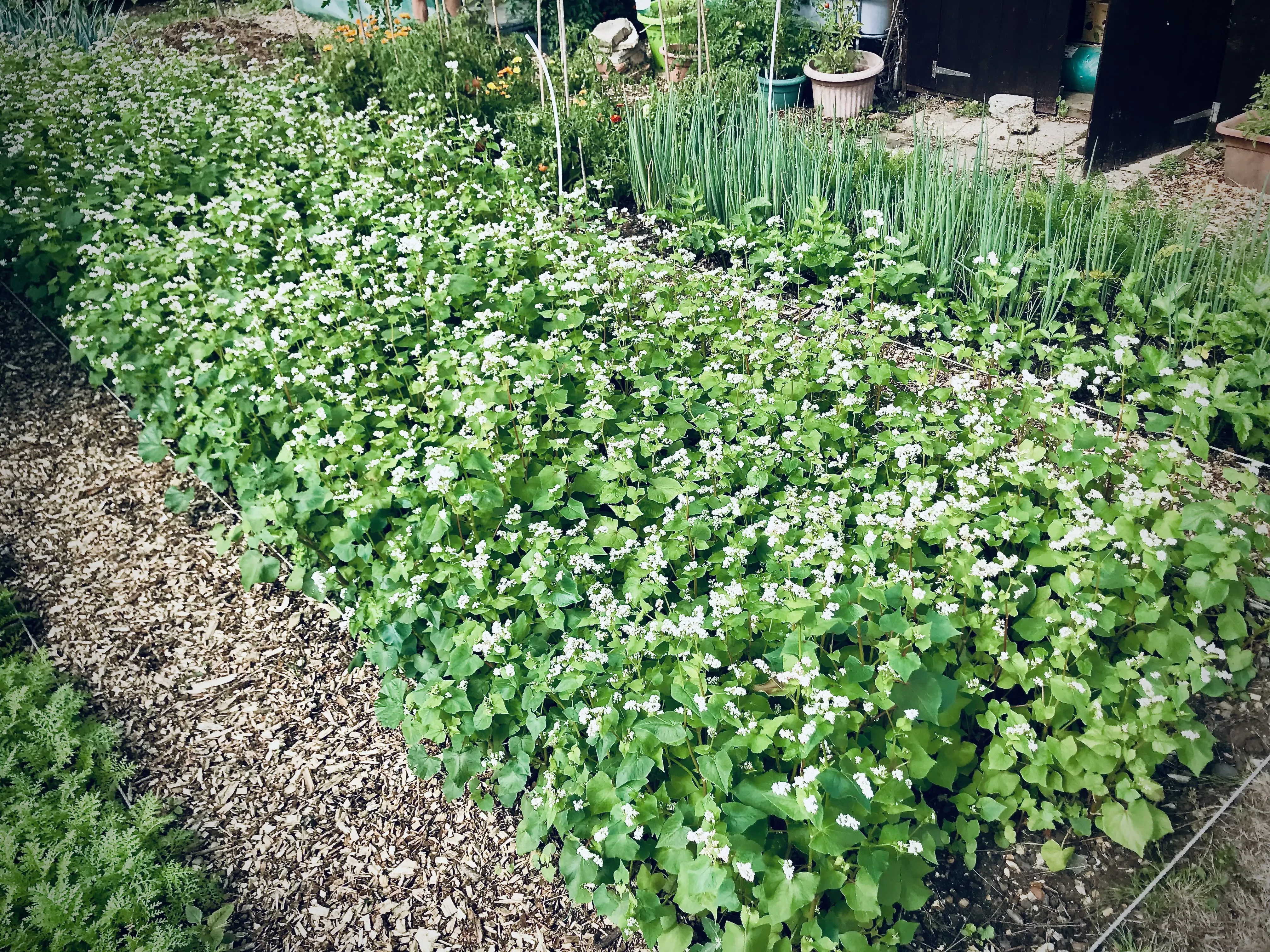 Buckwheat as a cover crop.
