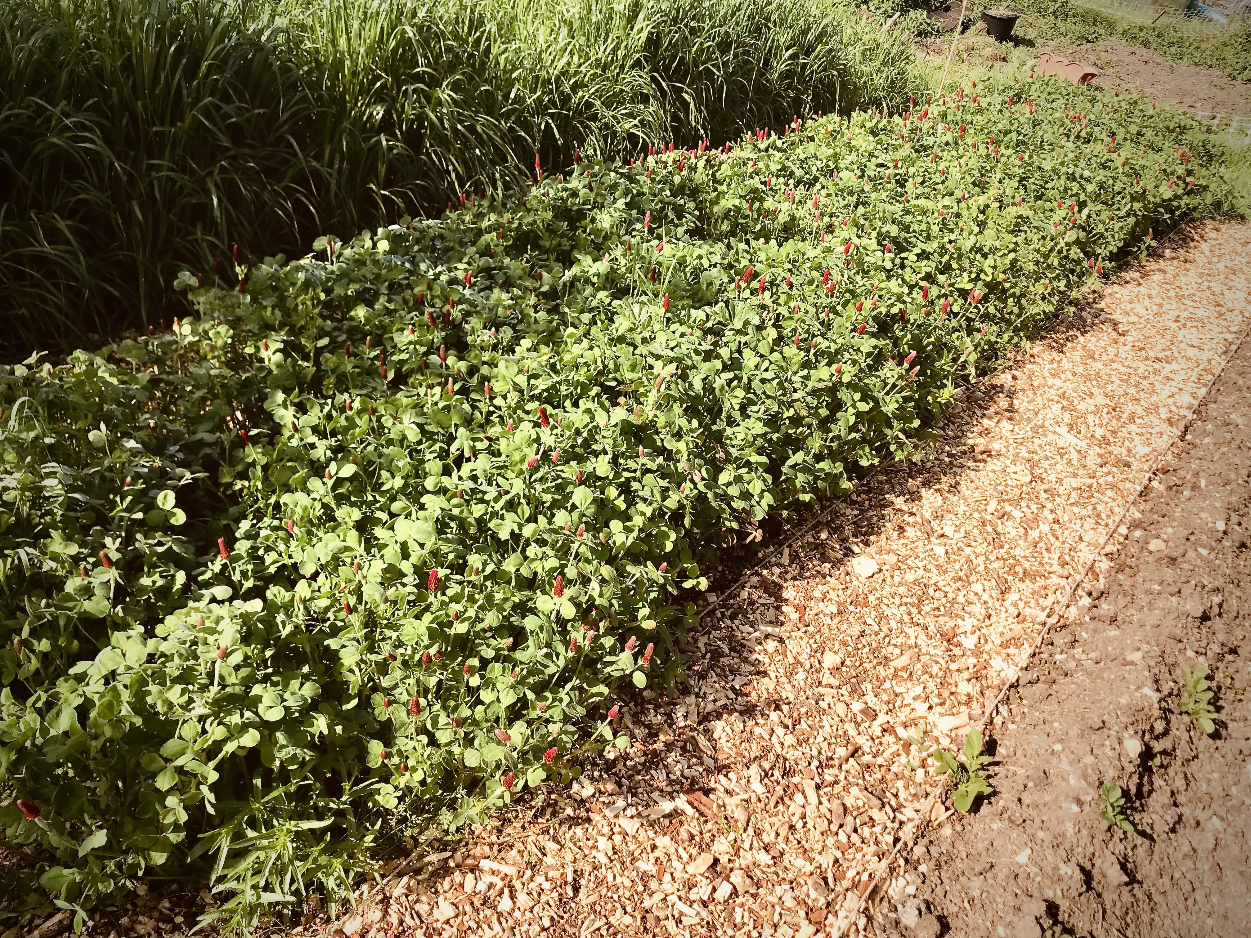 Crimson clover on allotment.