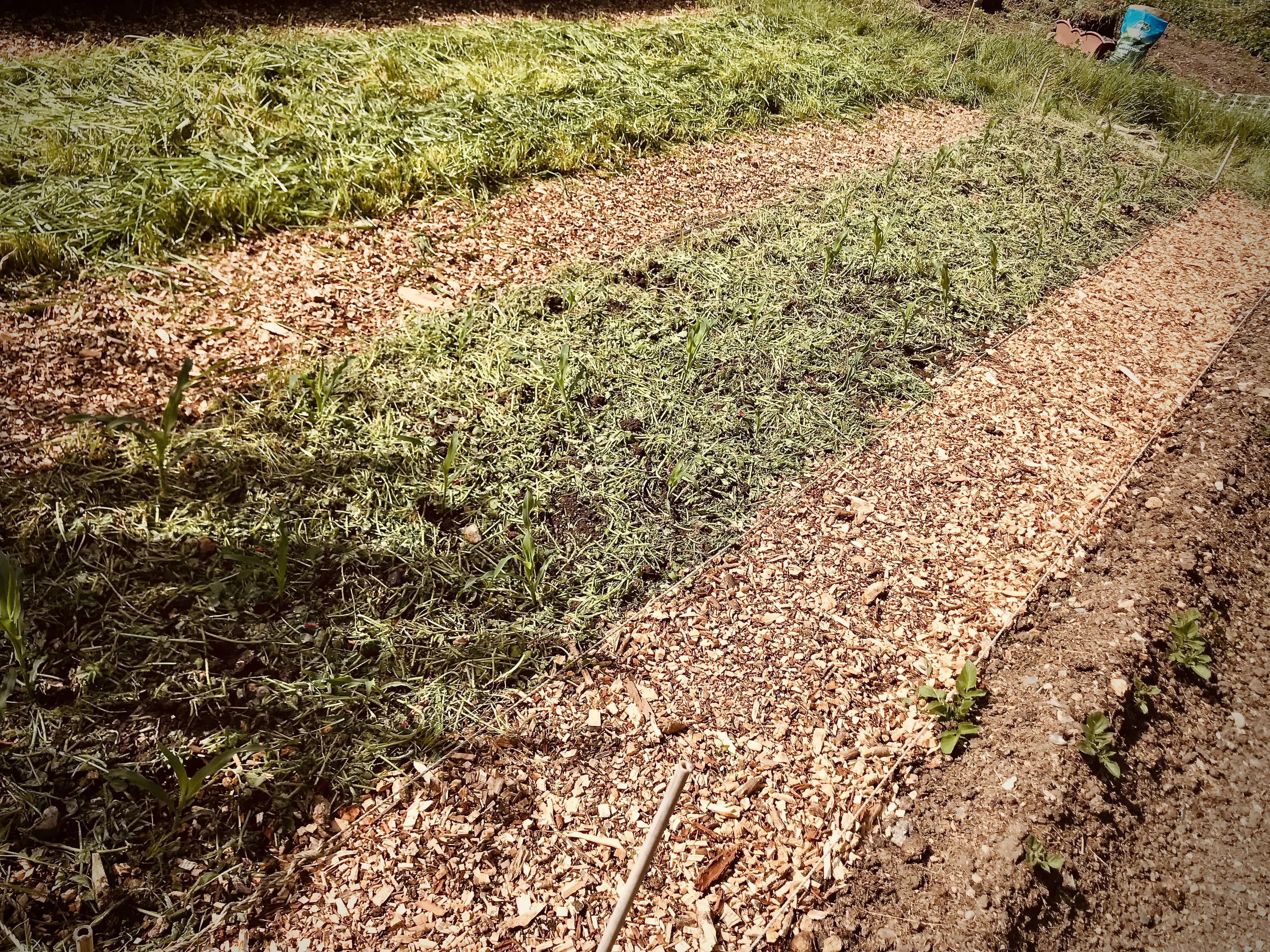Crimson clover on allotment.