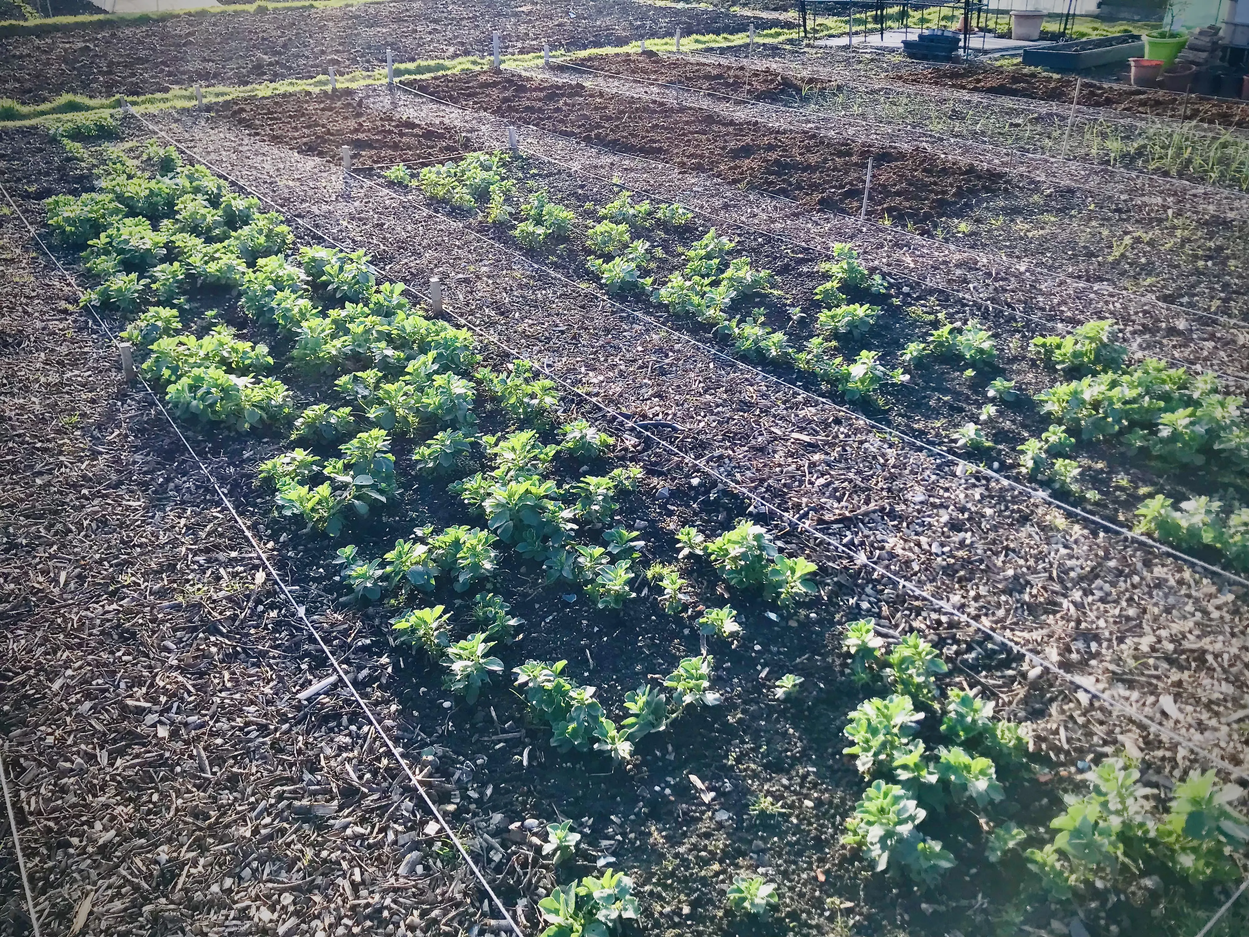Field Bean cover crop on allotment.
