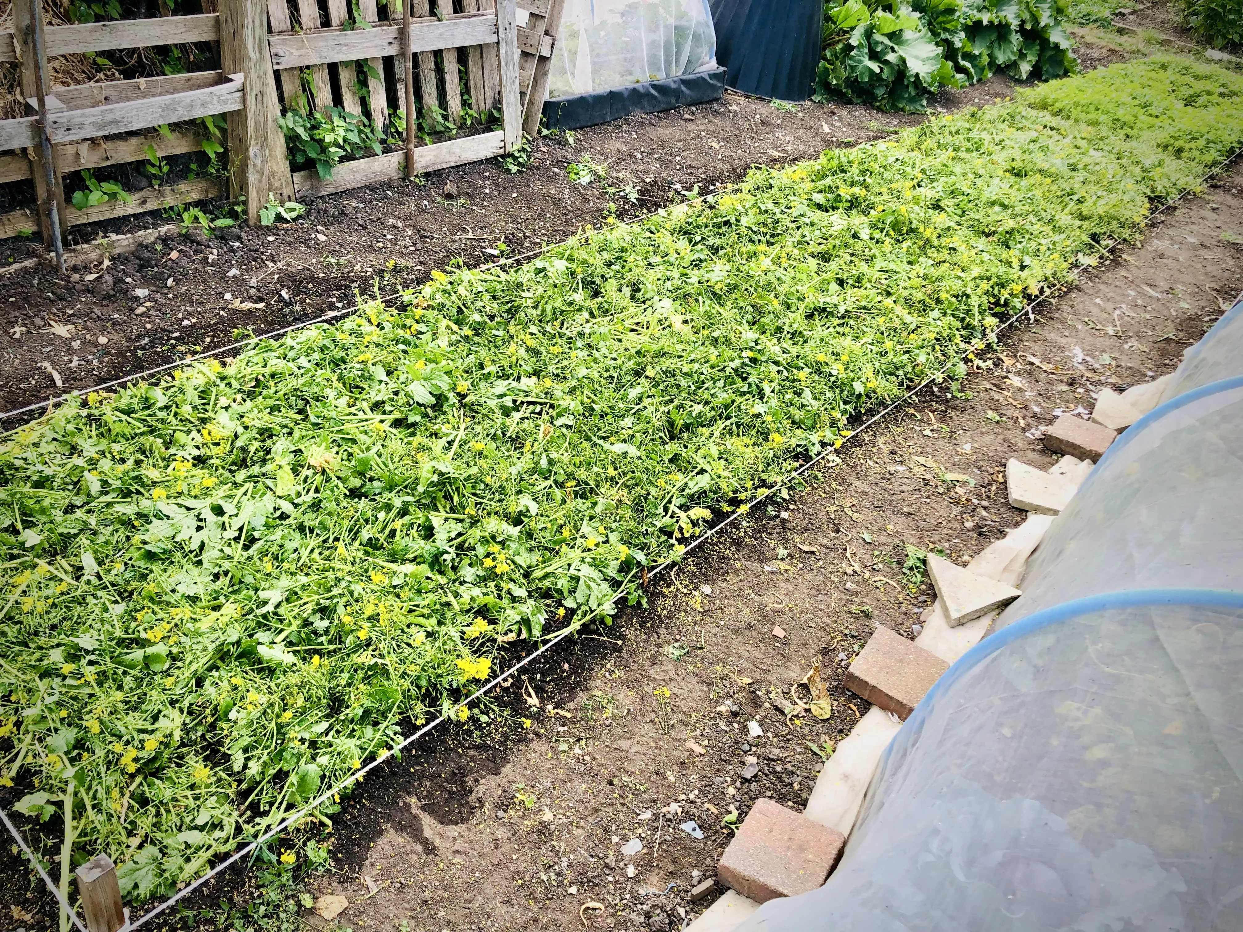 Mustard cover crop on the allotment.