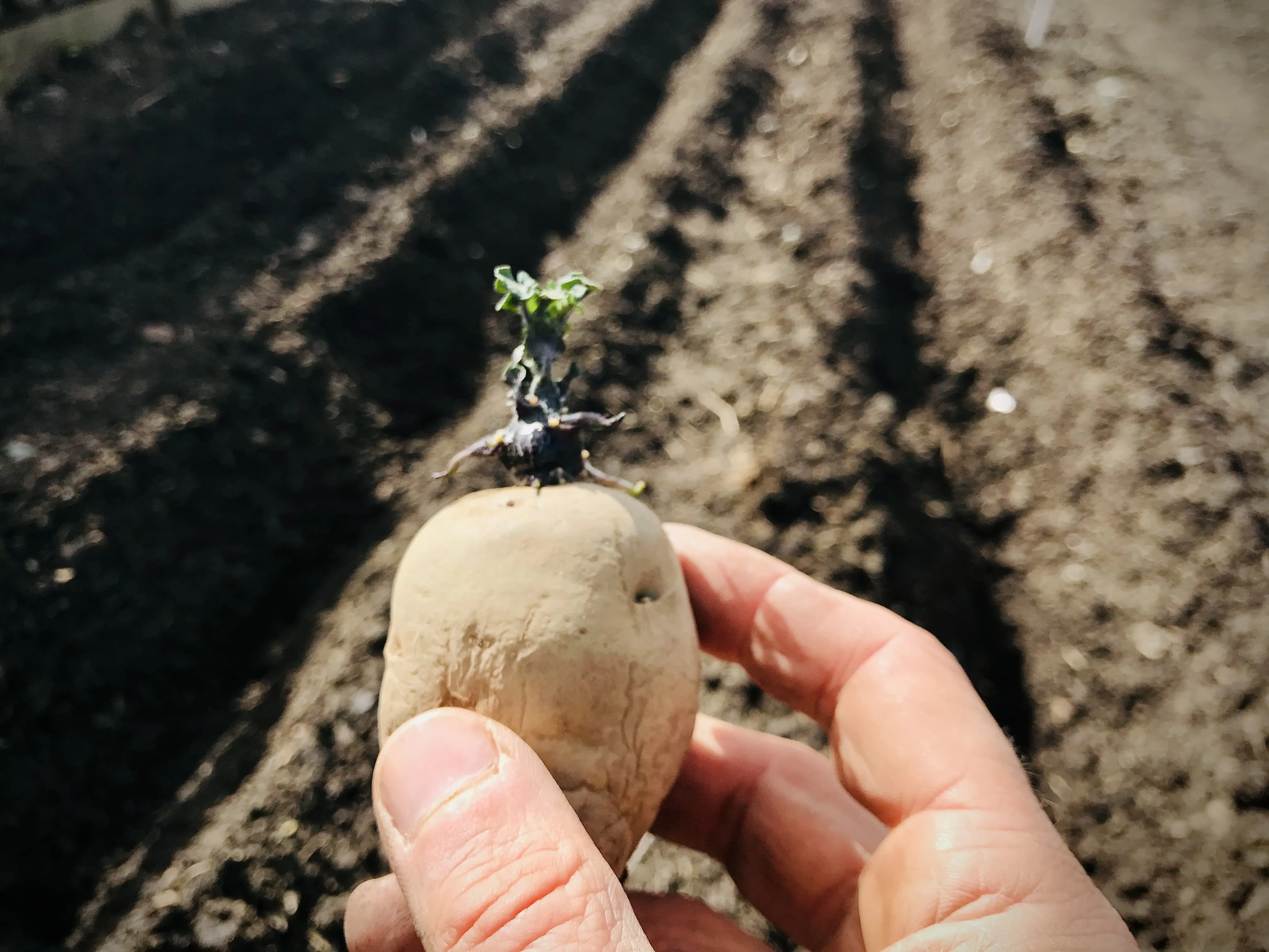 Seed potatoes chitting on the windowsill.