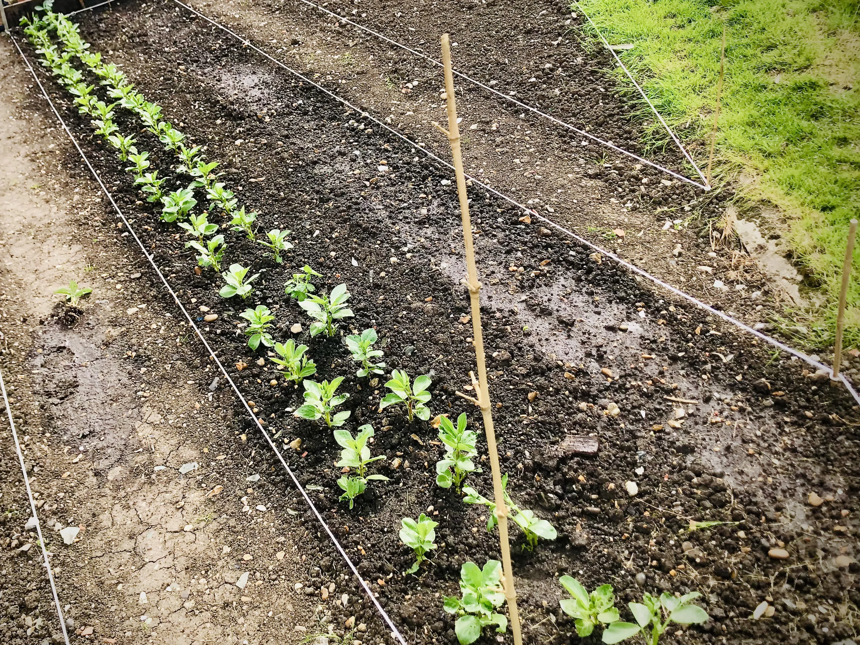 Broad beans planted out on allotment.