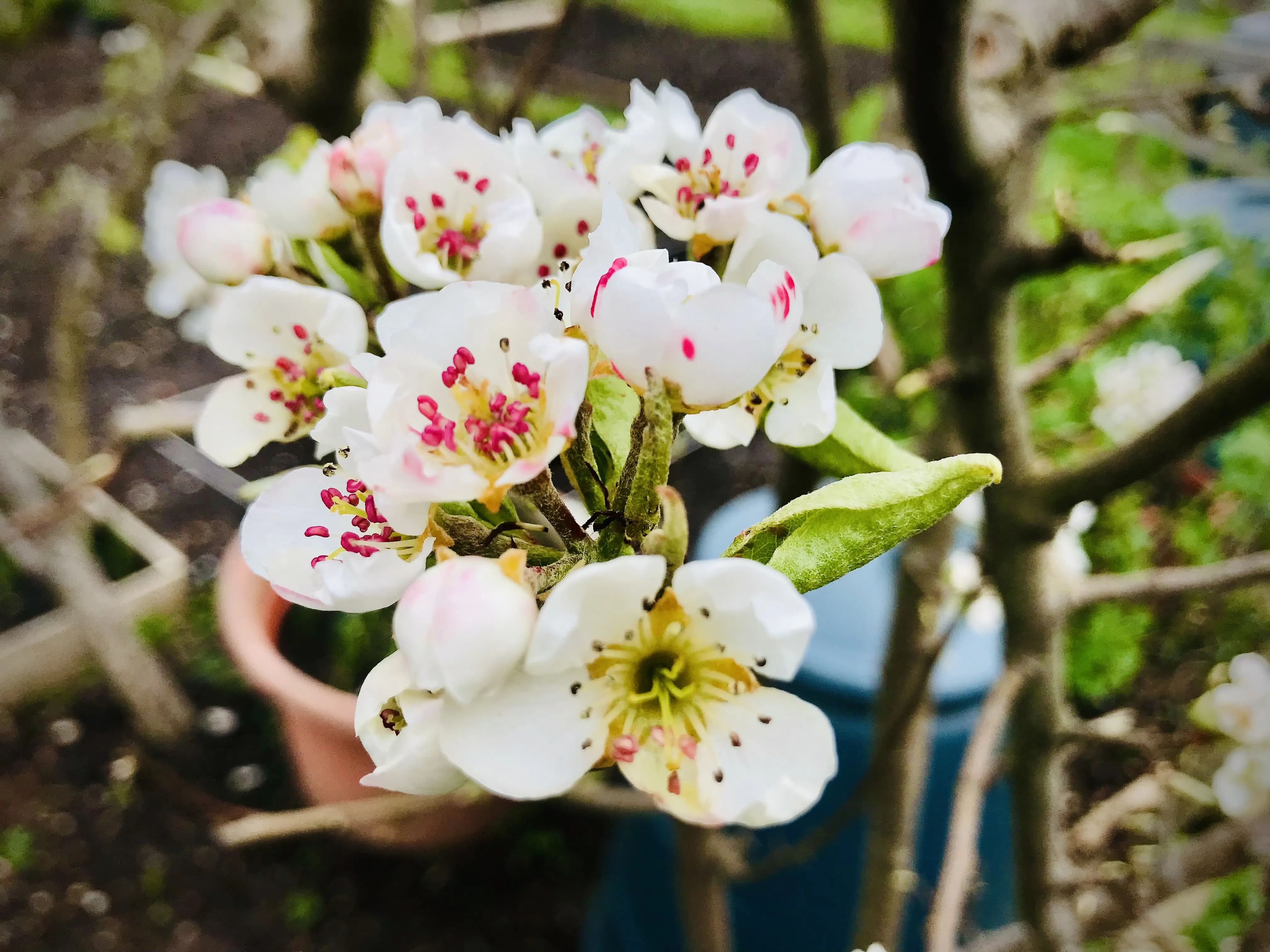 Howgate Wonder apple tree on allotment.