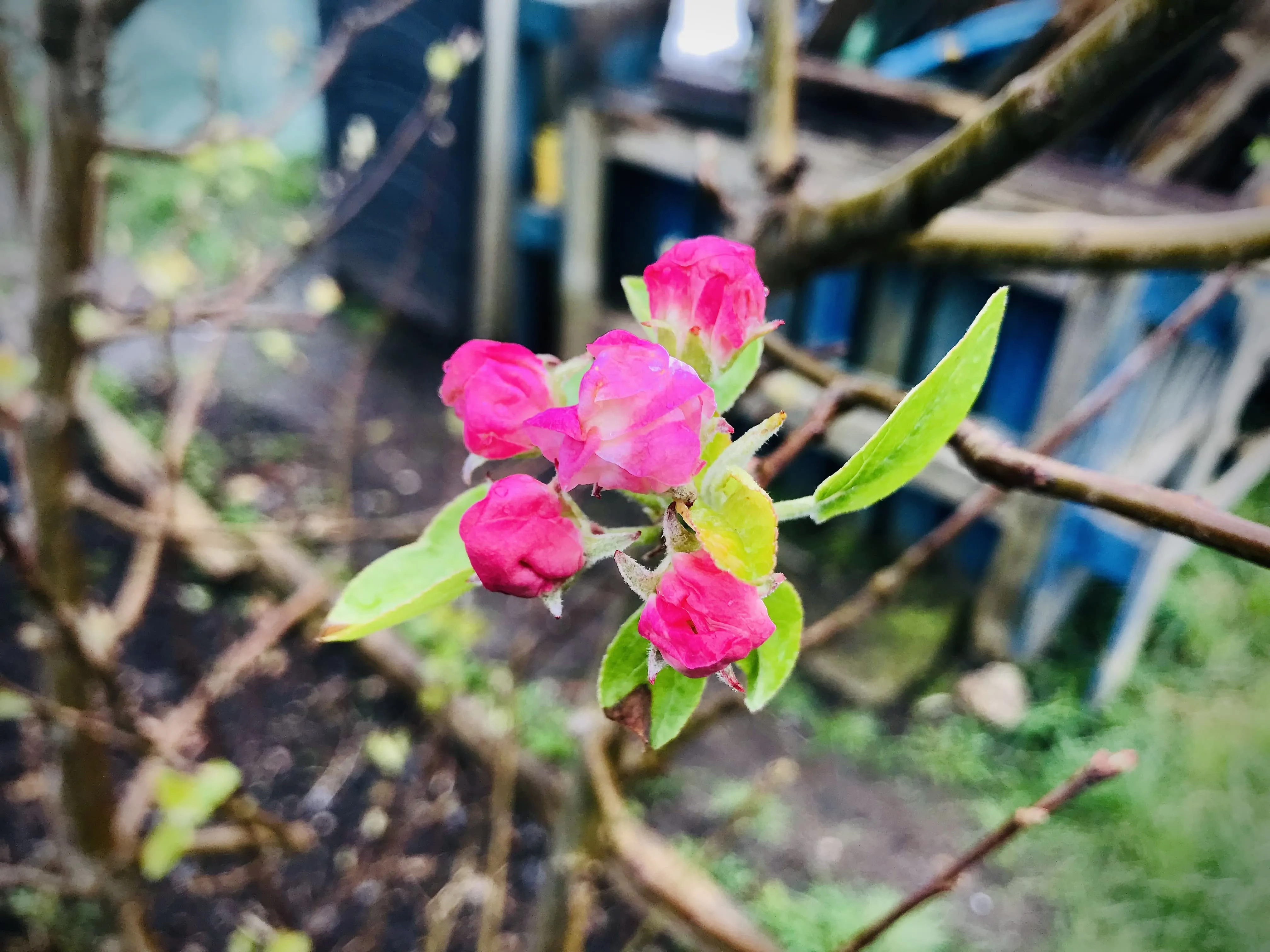 Howgate Wonder apple tree in blossom on allotment.