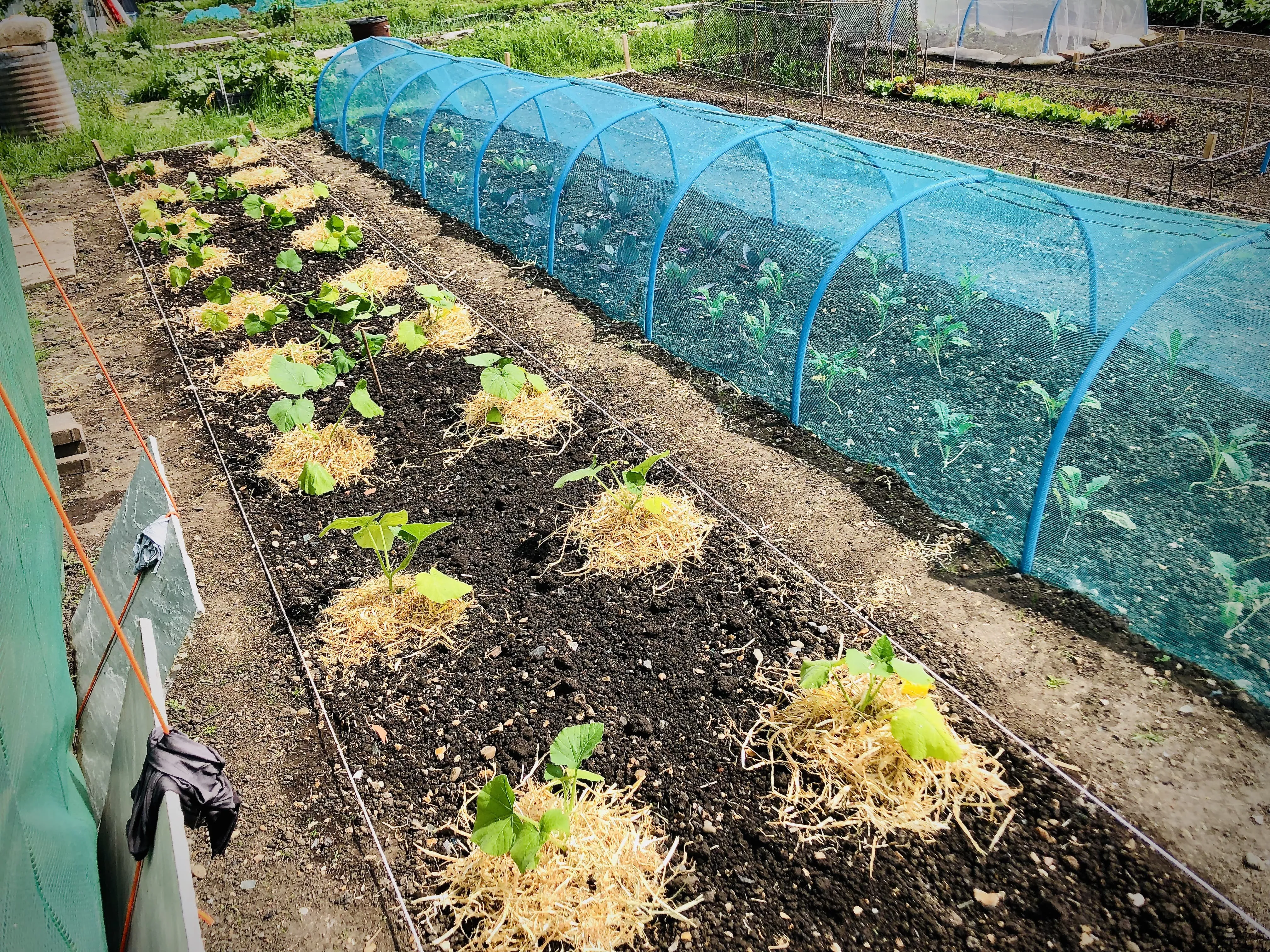 Butternut squash on allotment.