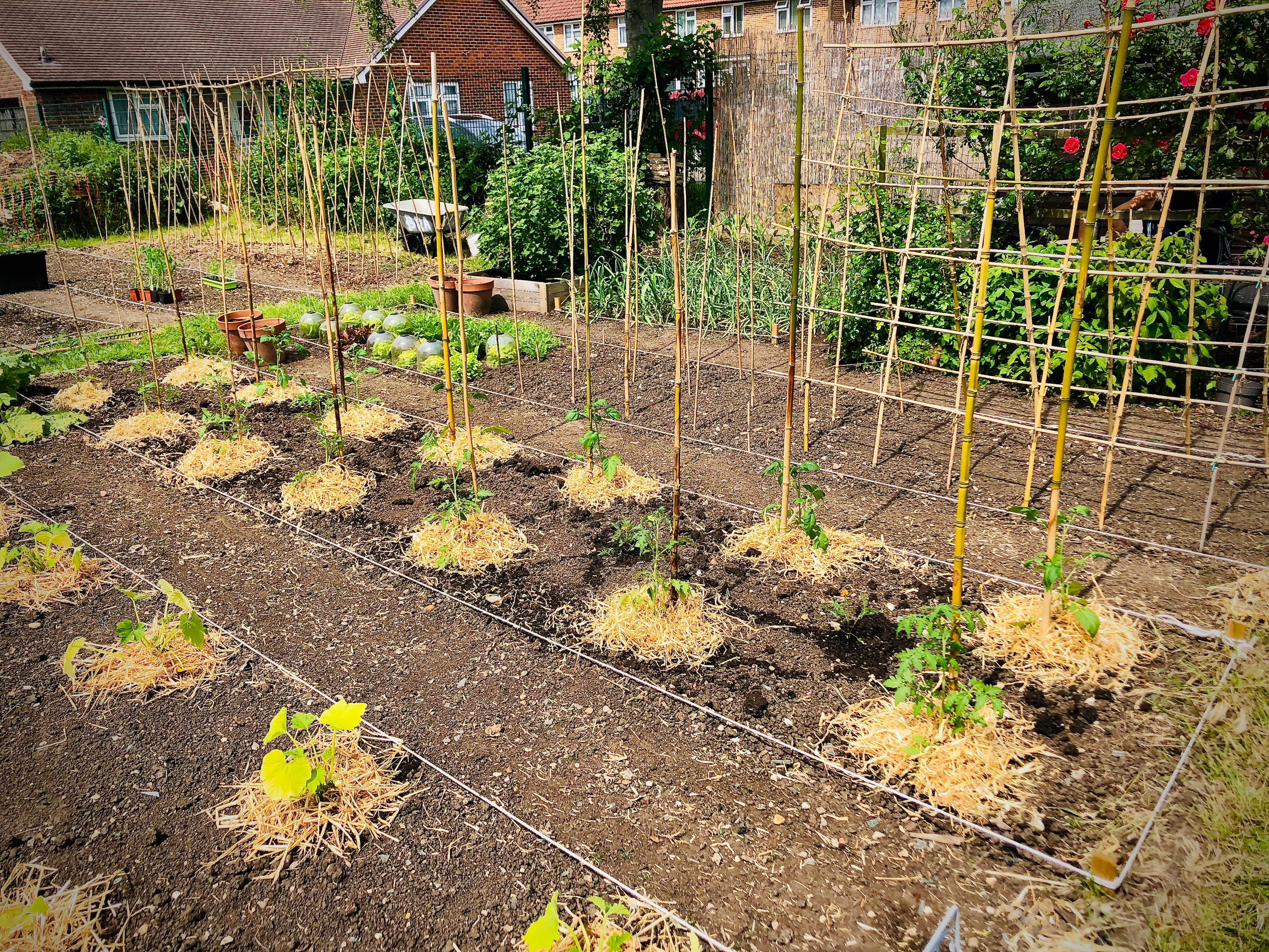 Tomato plants planted out on allotment.