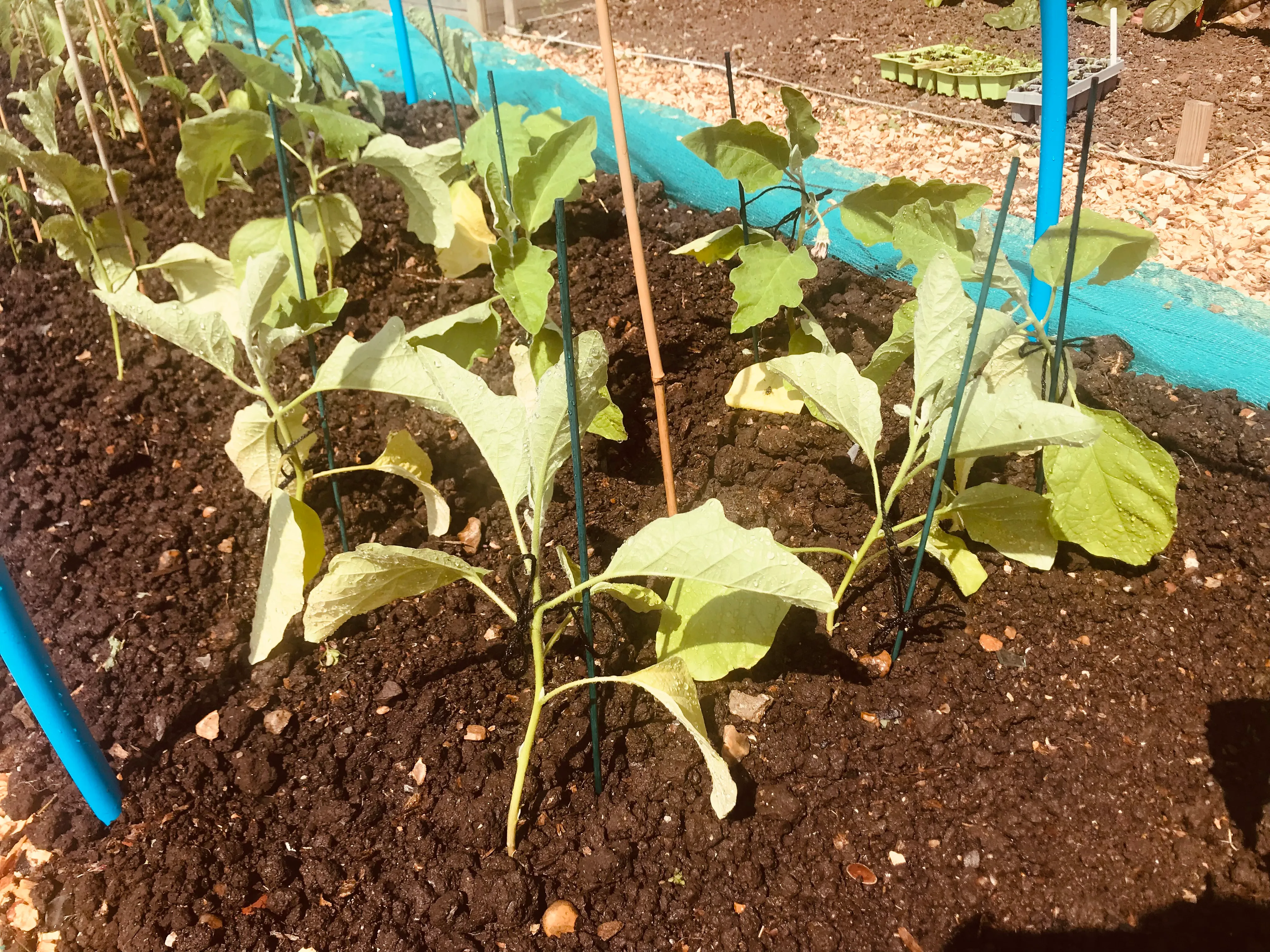 Aubergines planted out on the allotment.