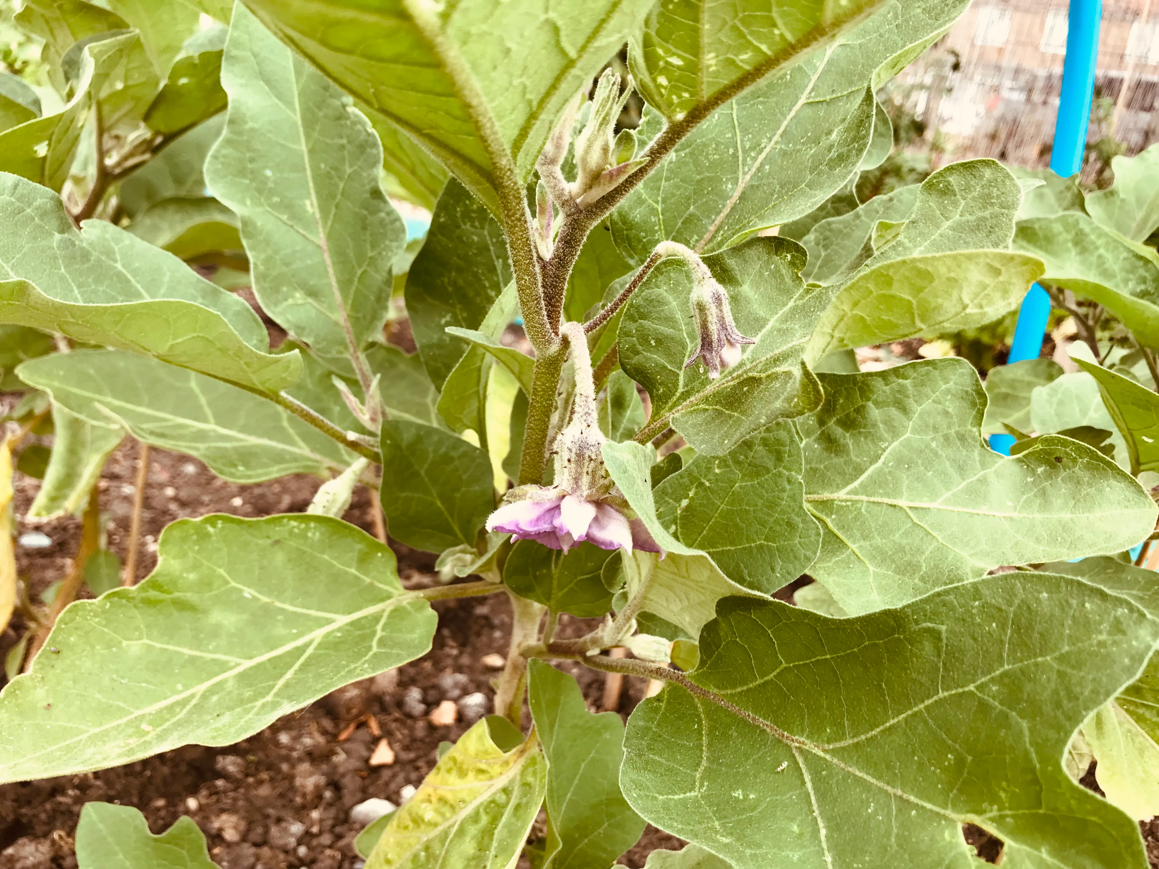 Aubergines planted out on the allotment.