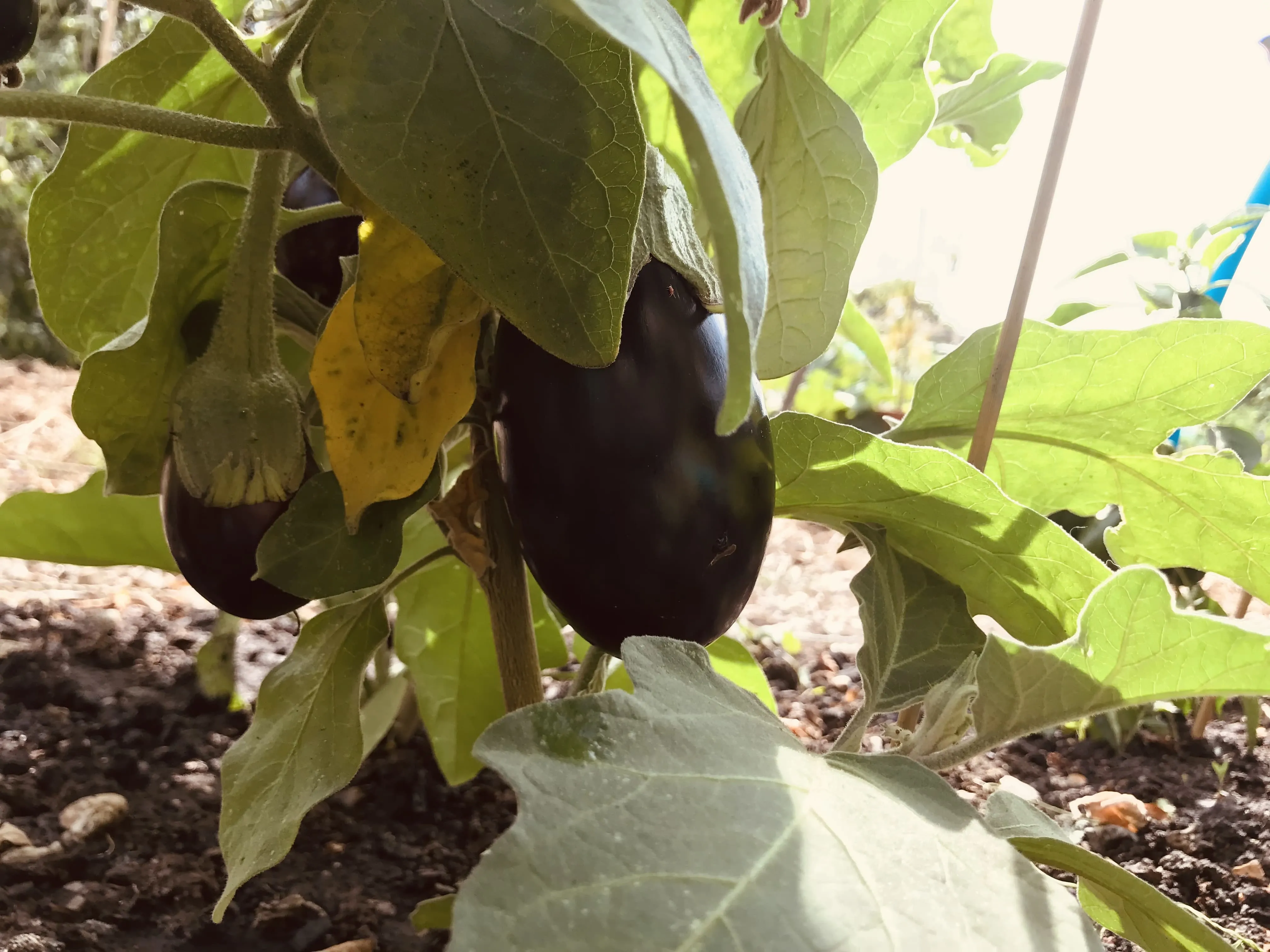 Close up of an Aubergine on the allotment.