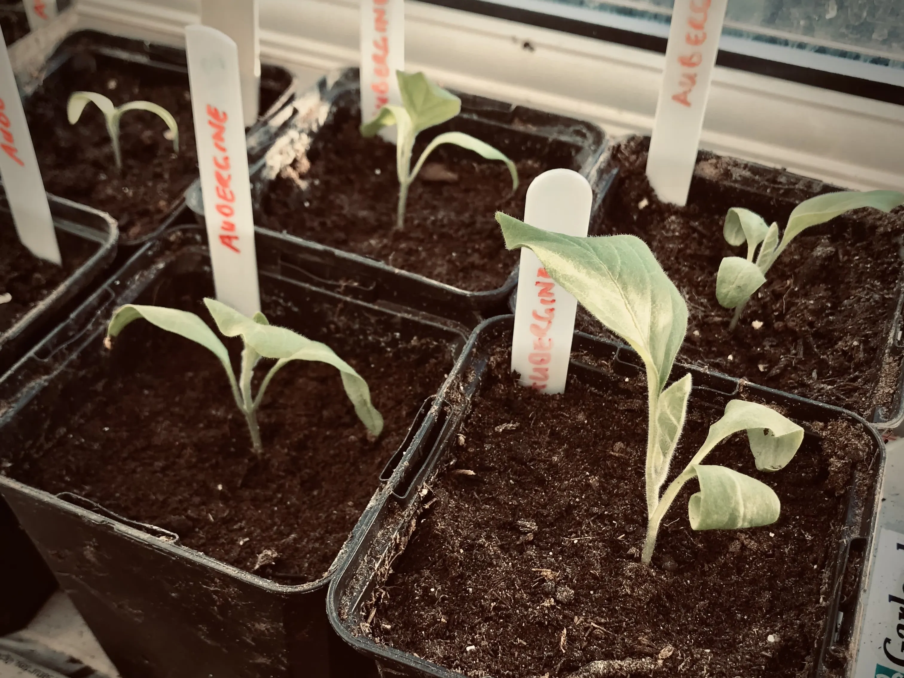 Aubergines on the windowsill.