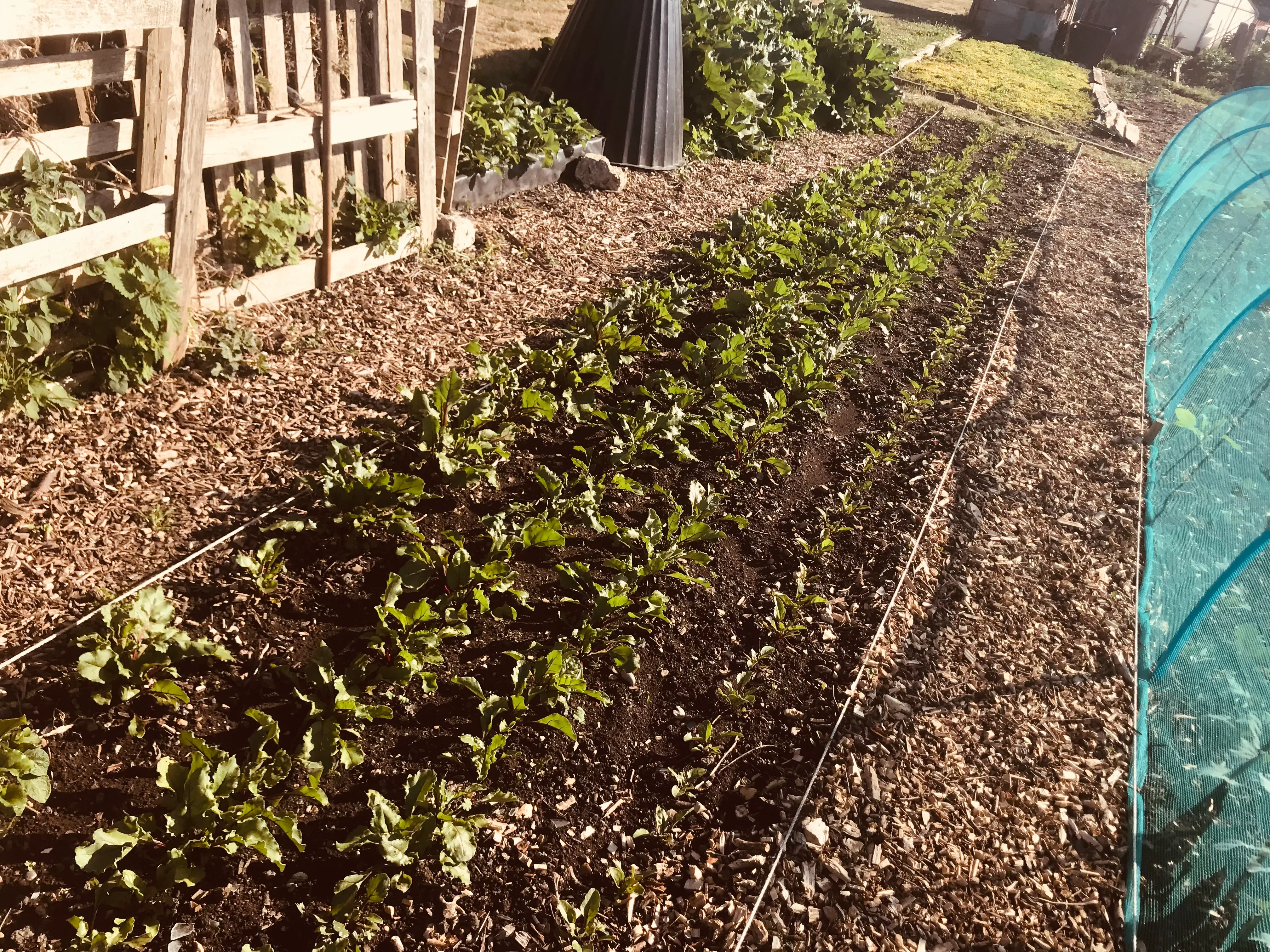 Beetroot seedlings on the allotment.