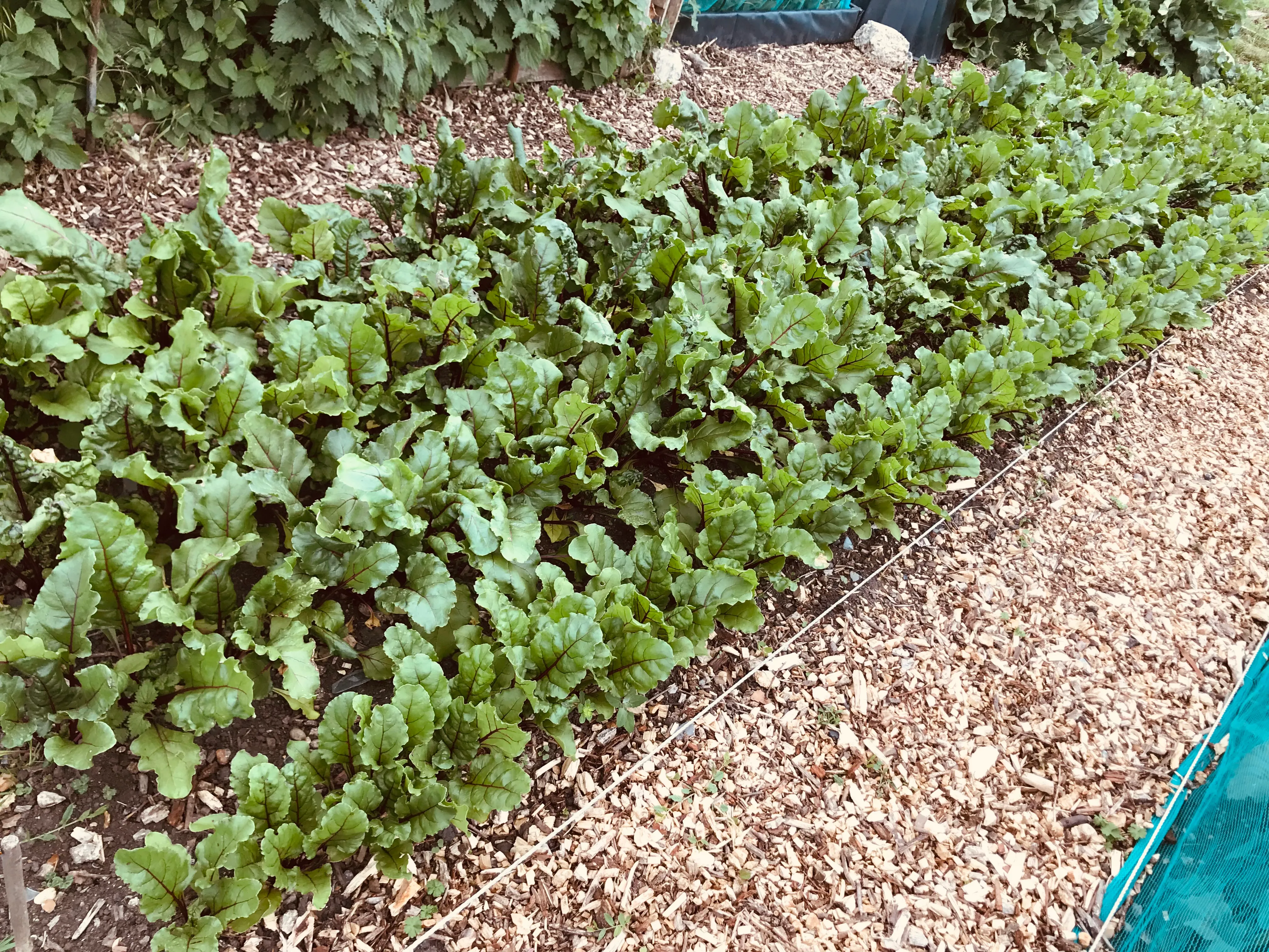 Beetroot seedlings on the allotment.