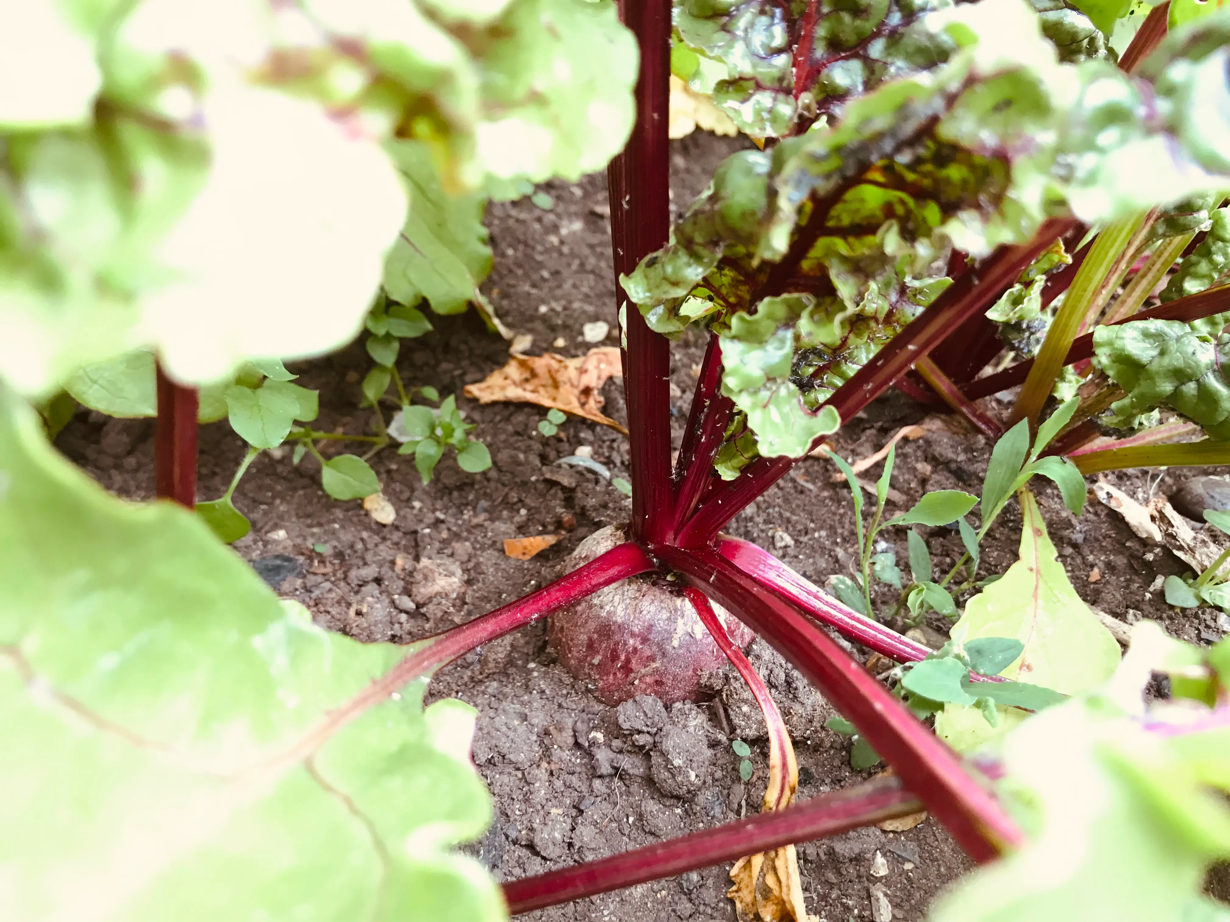 Close up of a beetroot.