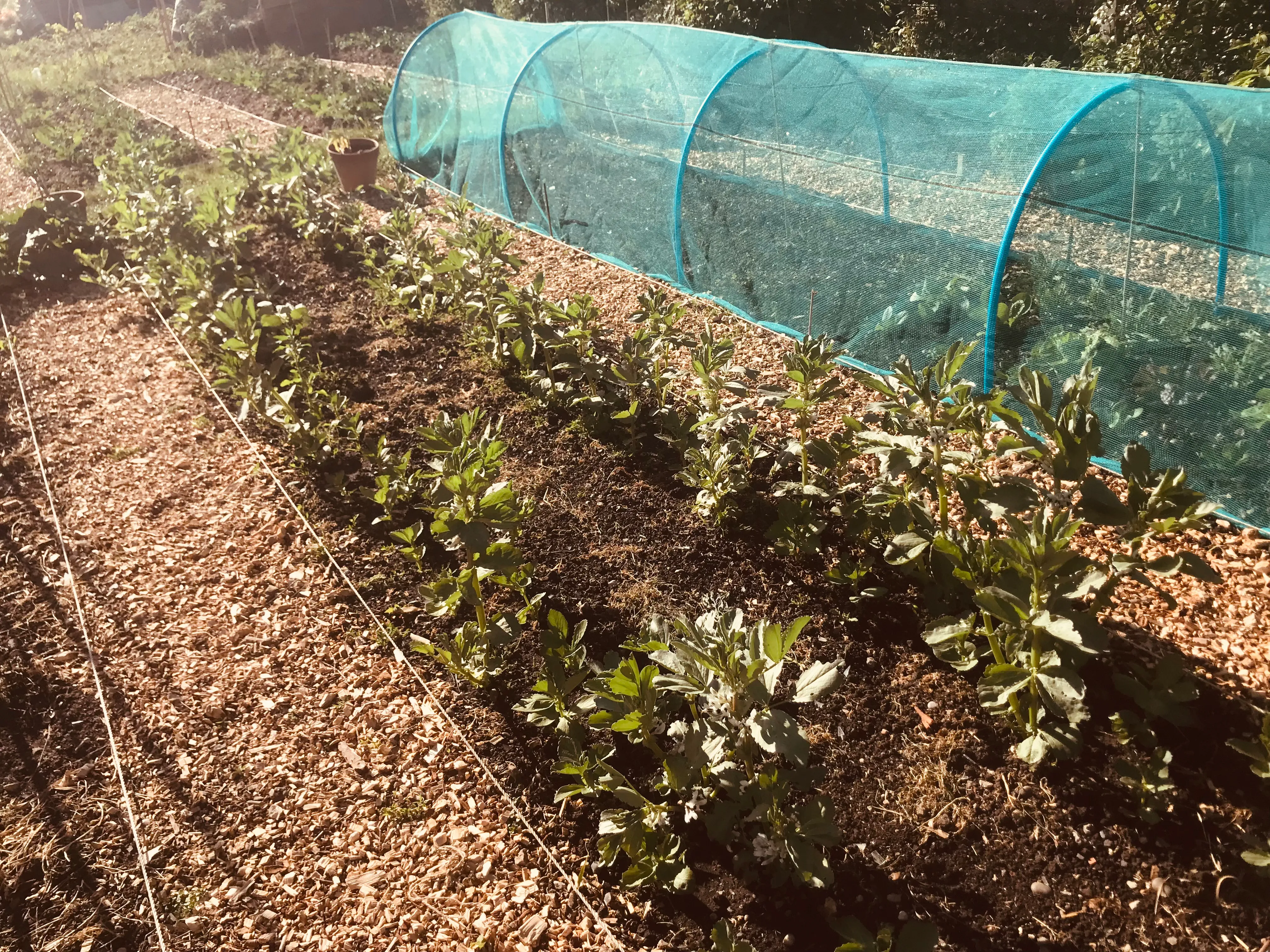 Broad Beans on the allotment.