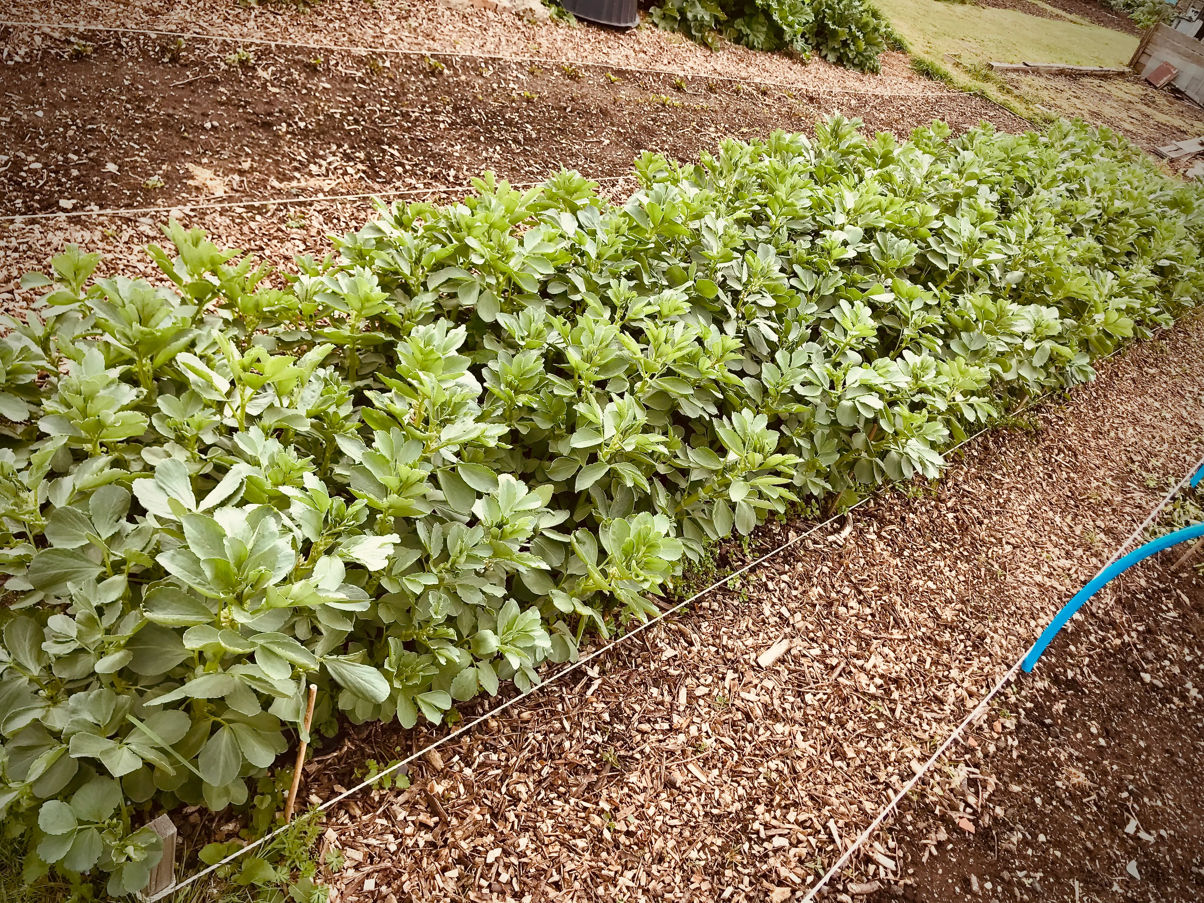 Broad Beans on the allotment.