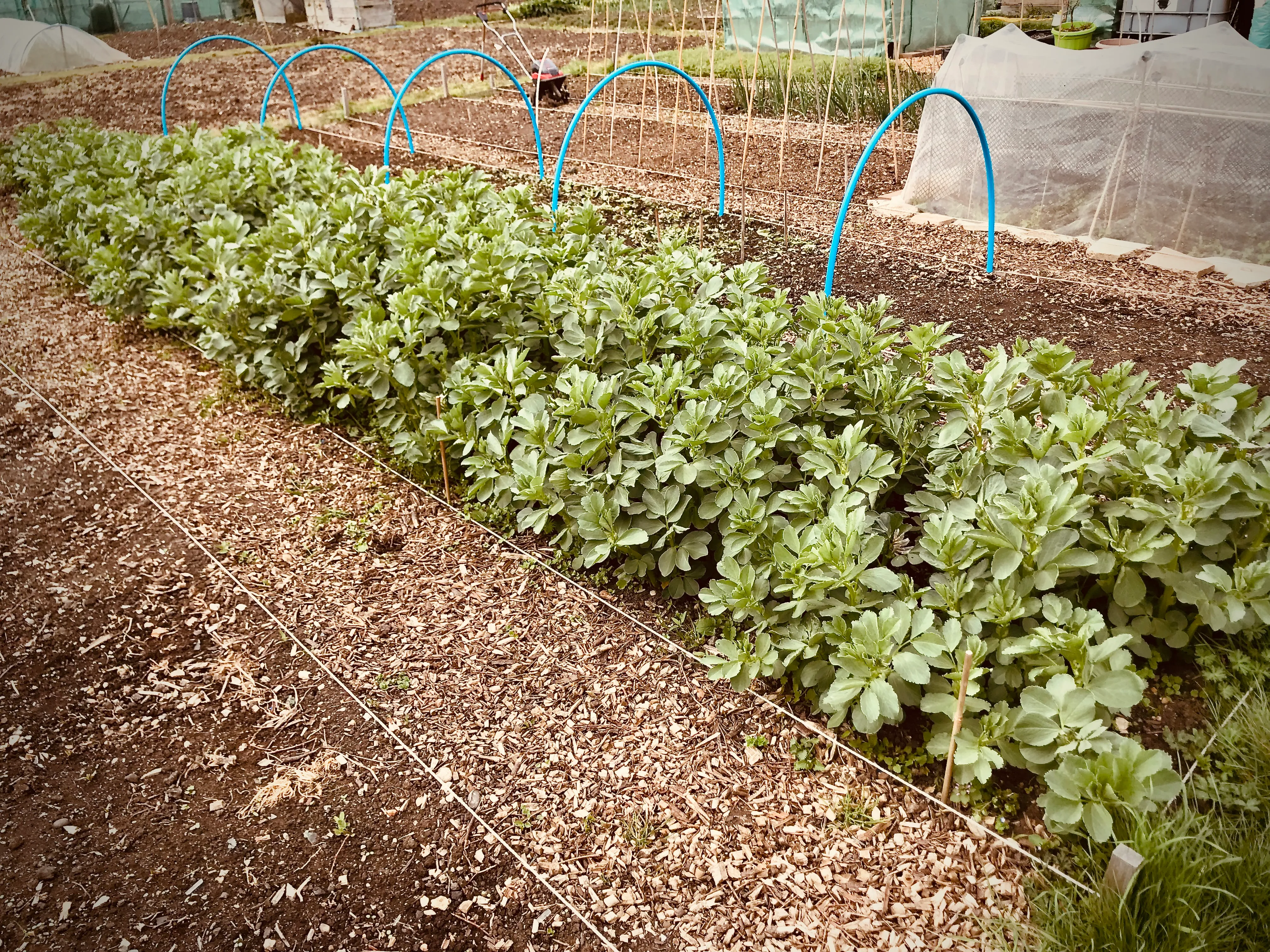 Broad Beans on the allotment.