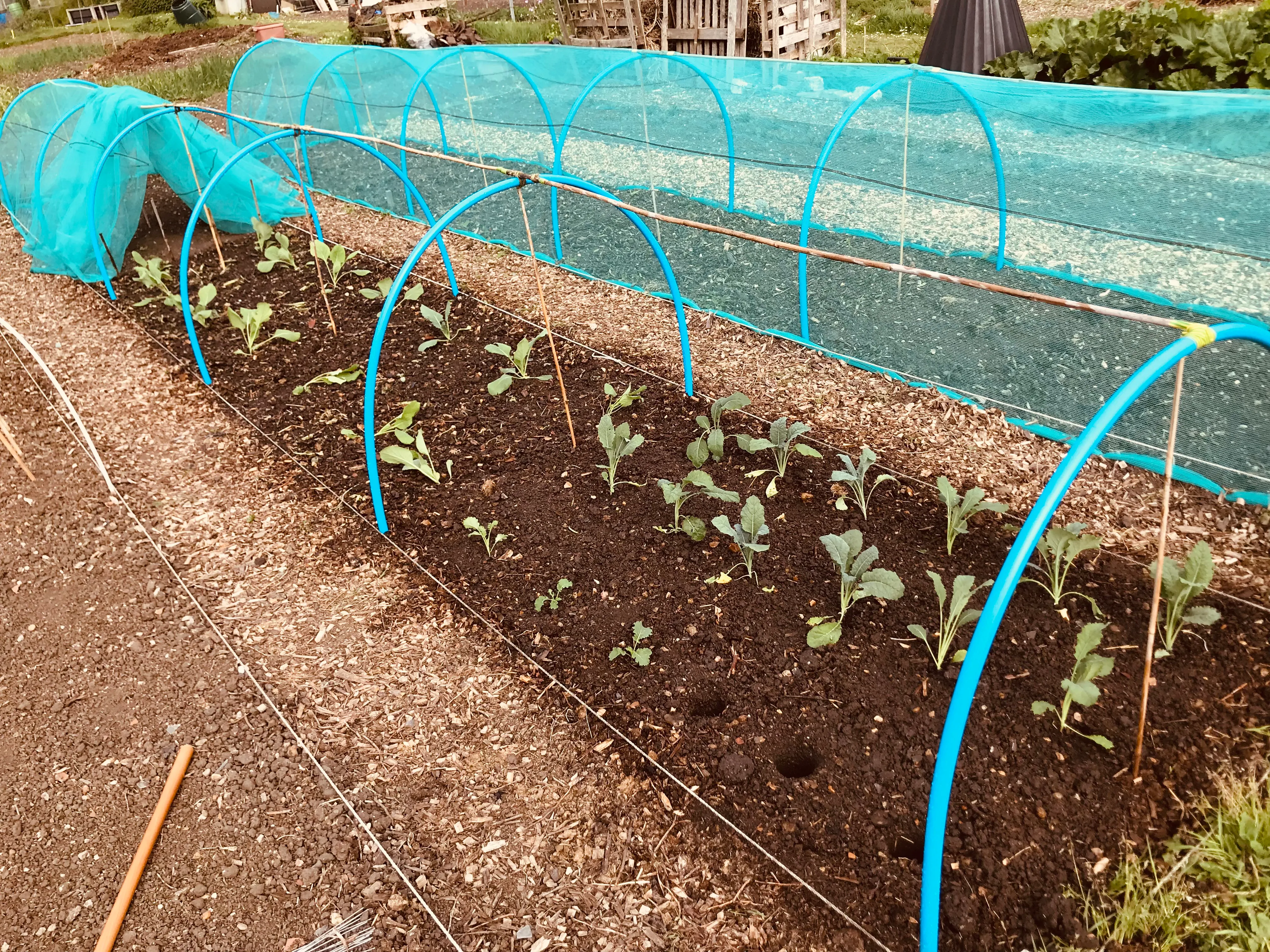 Cabbages on the allotment.