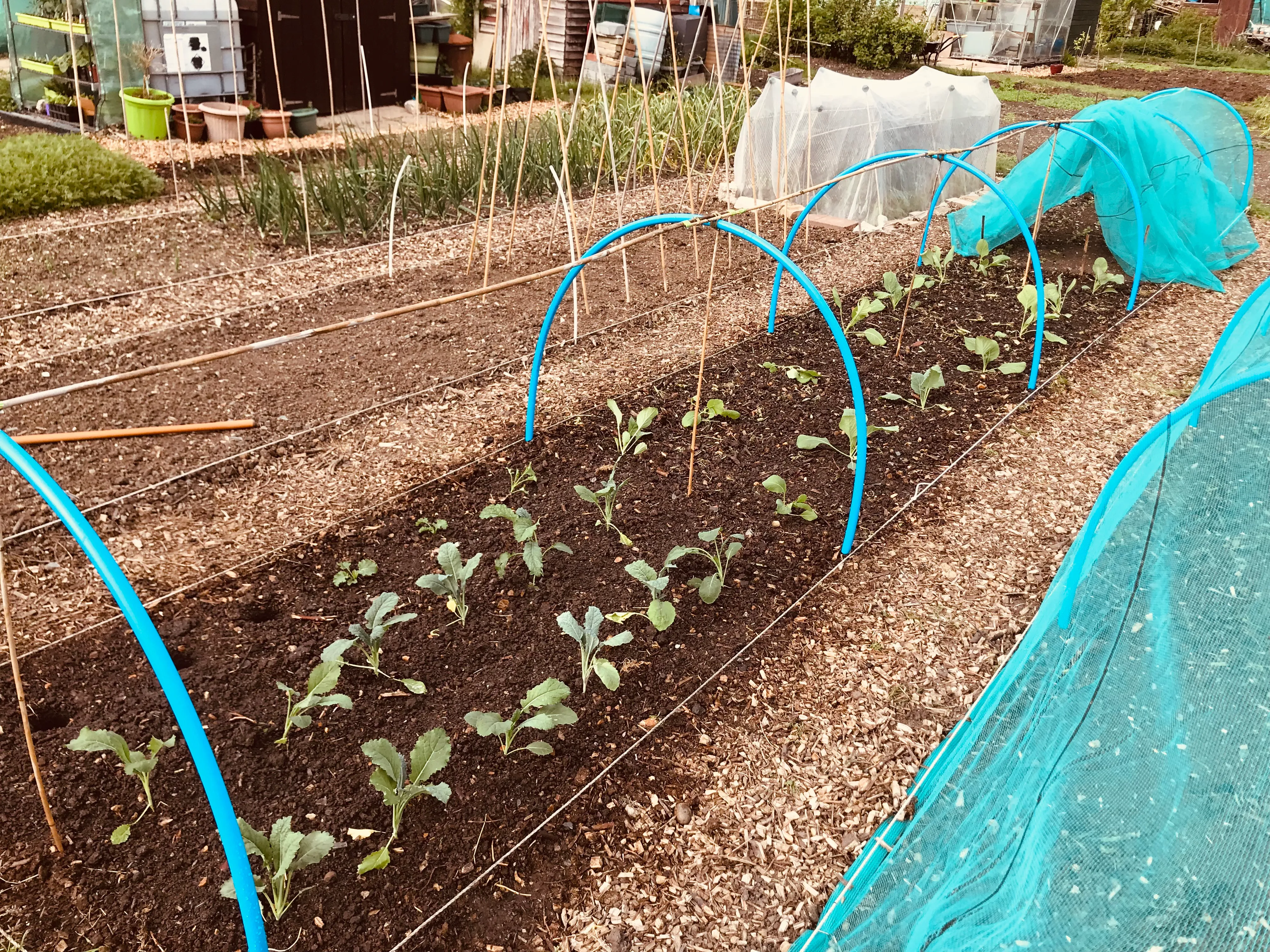 Cabbages on the allotment.