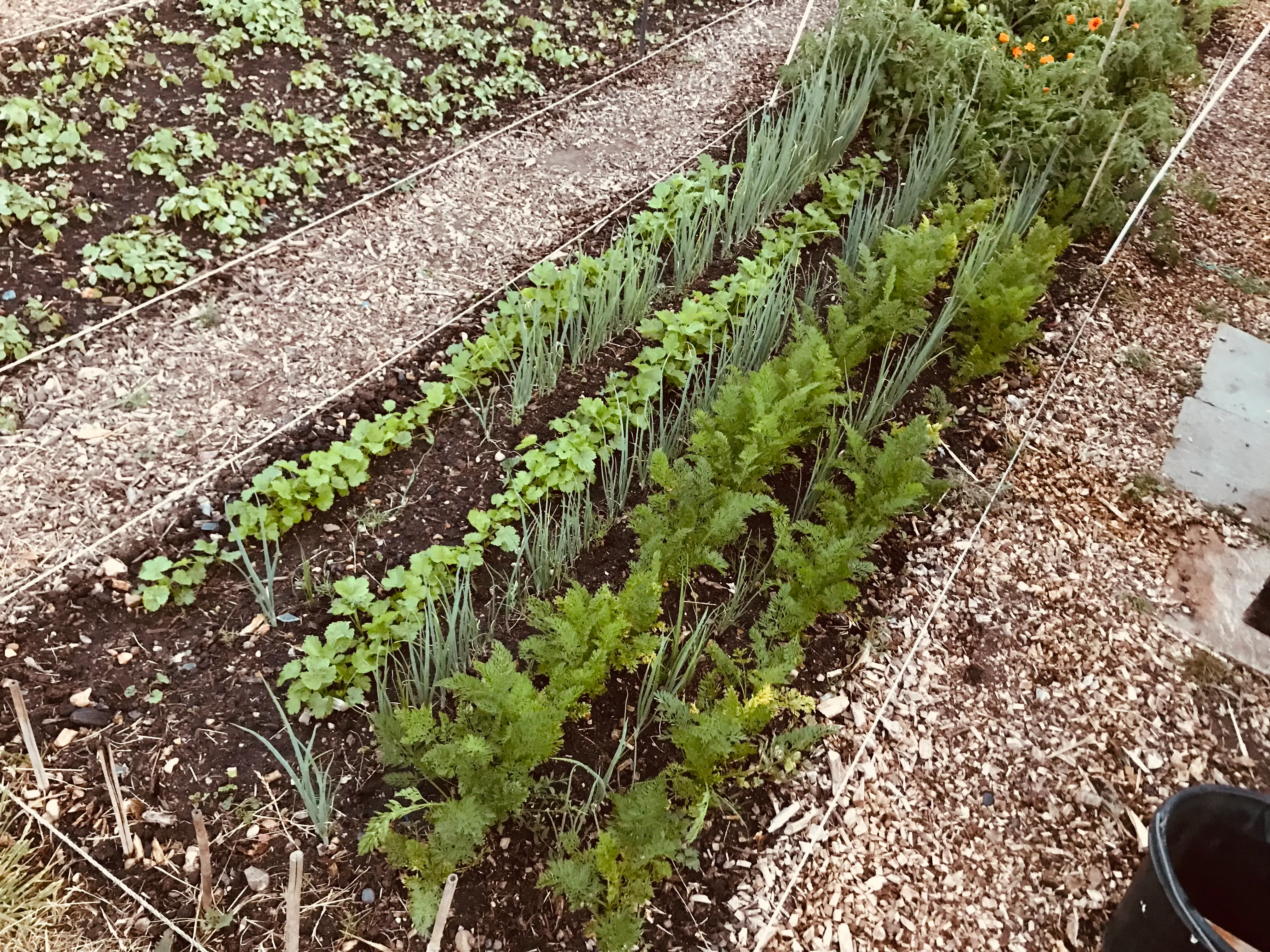 Carrots and Parsnips on the allotment.