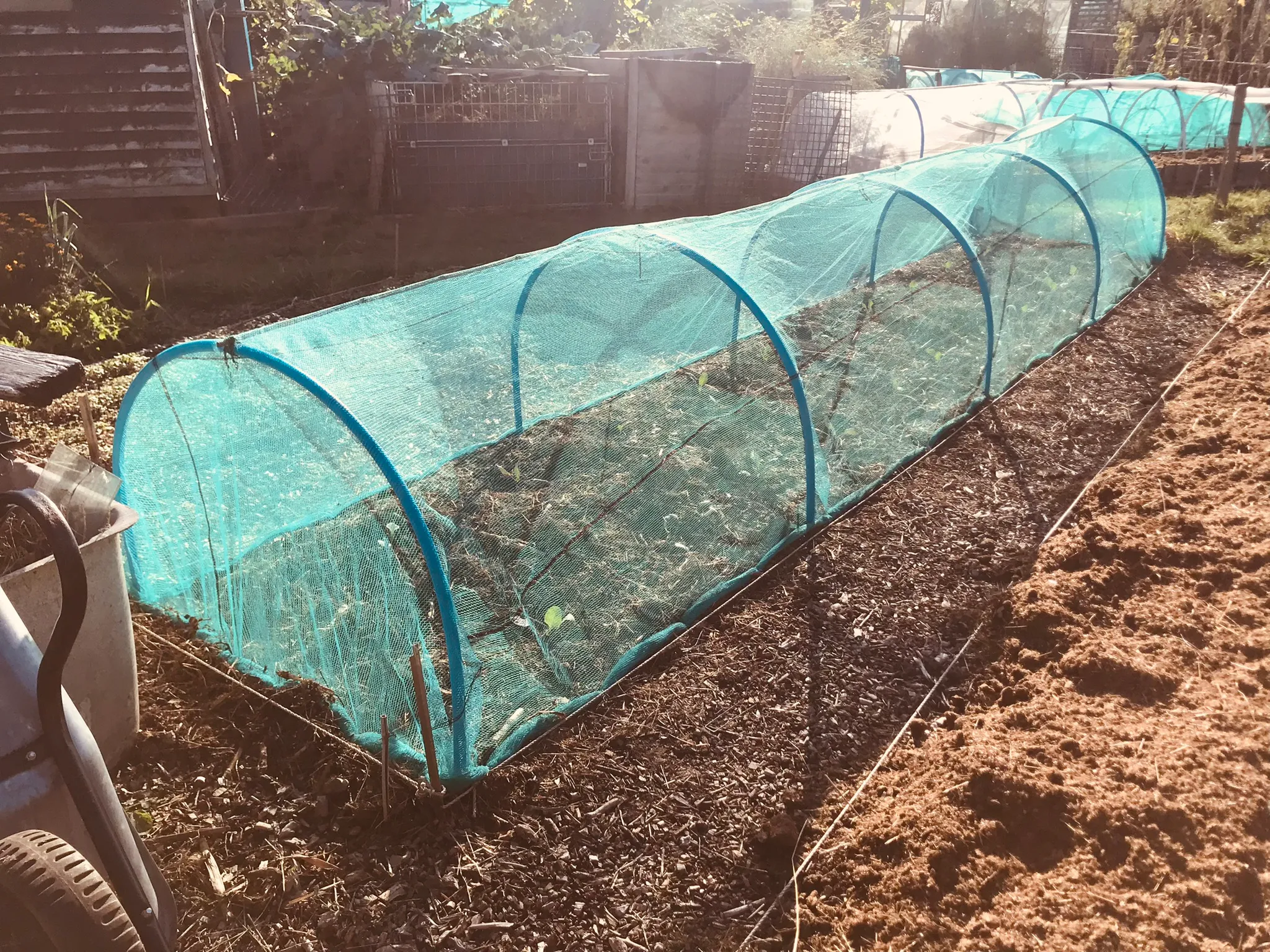 Winter cabbages on the allotment