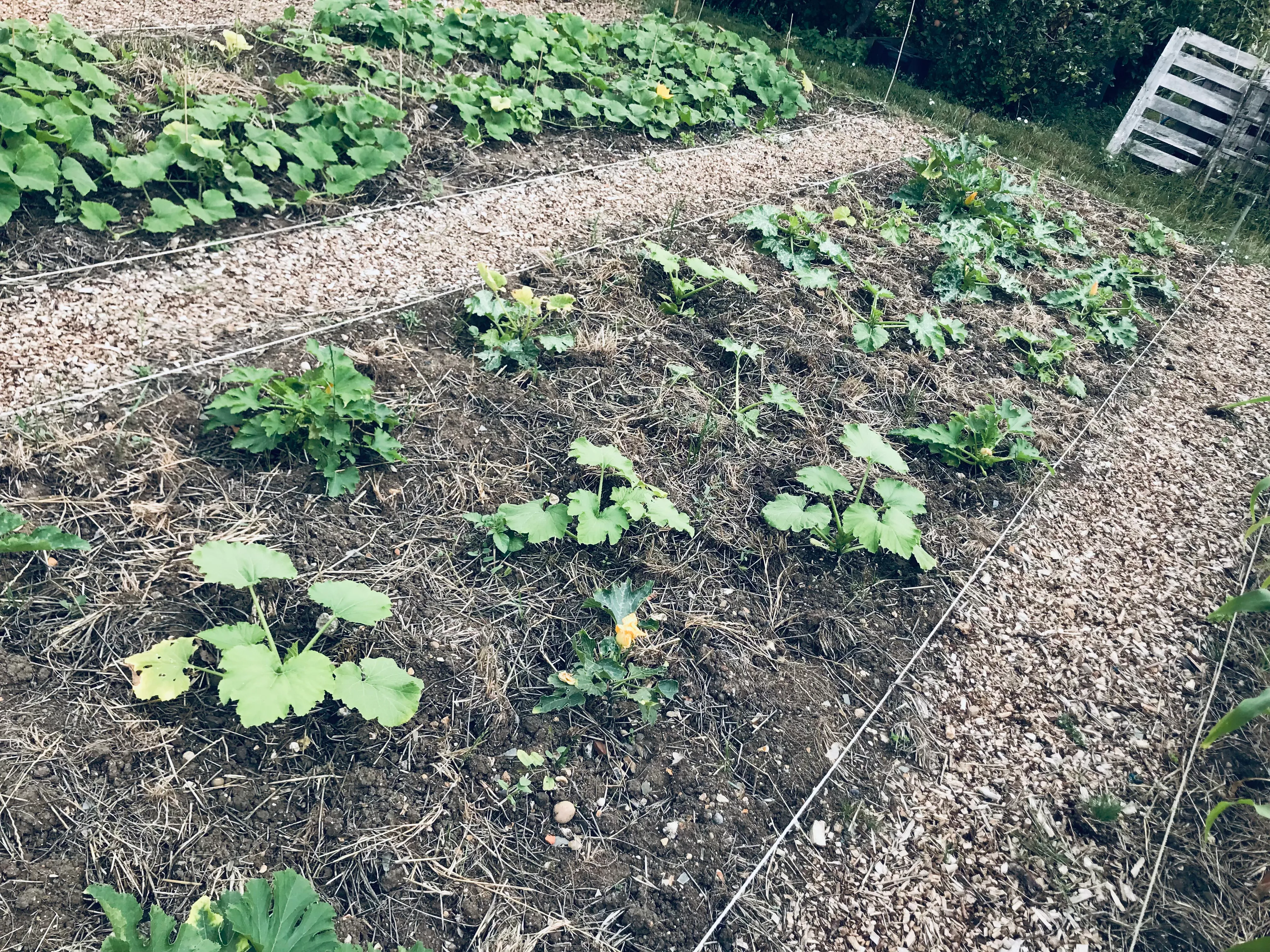 Courgettes on the allotment