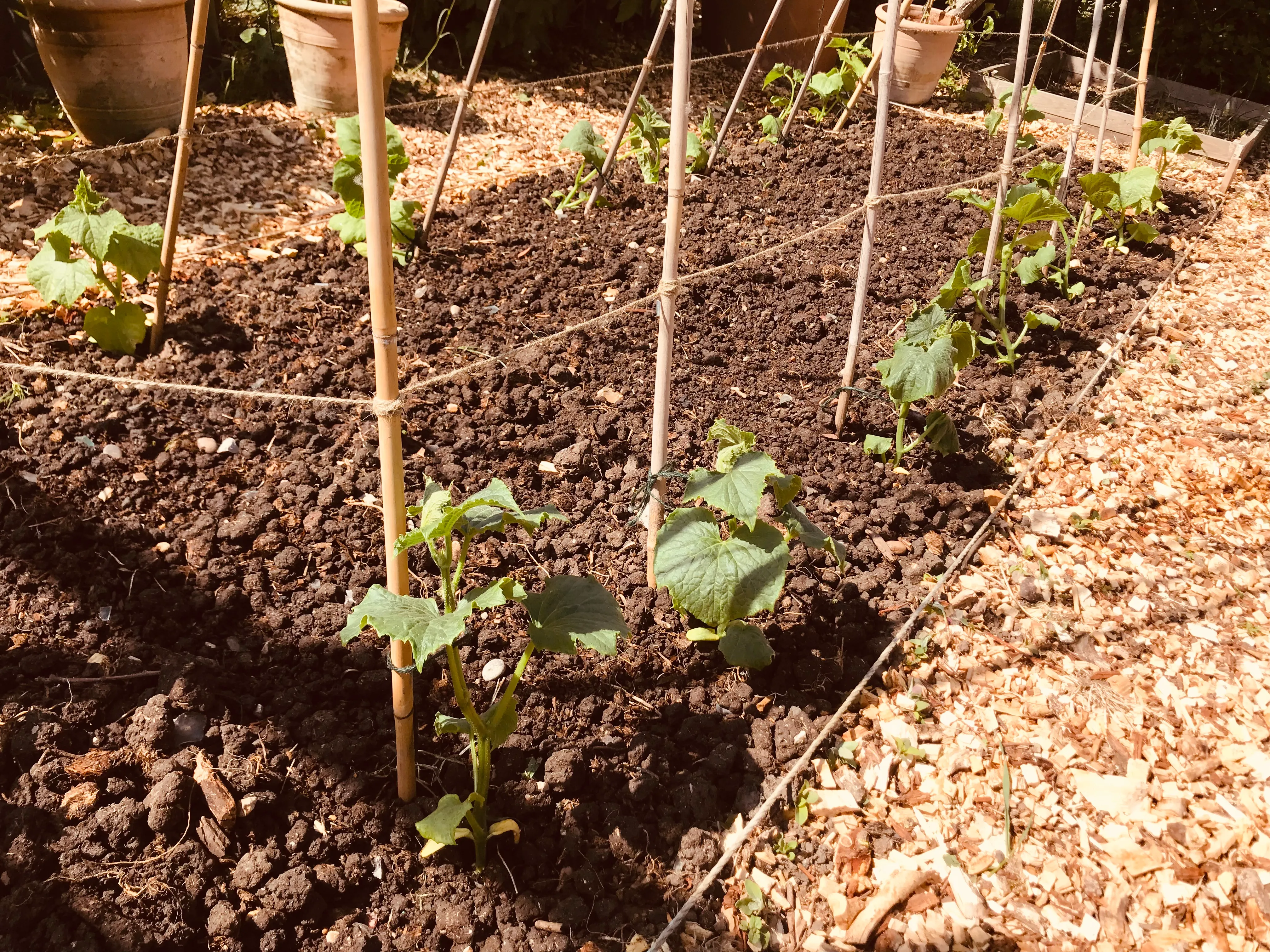 Cucumbers on the allotment.
