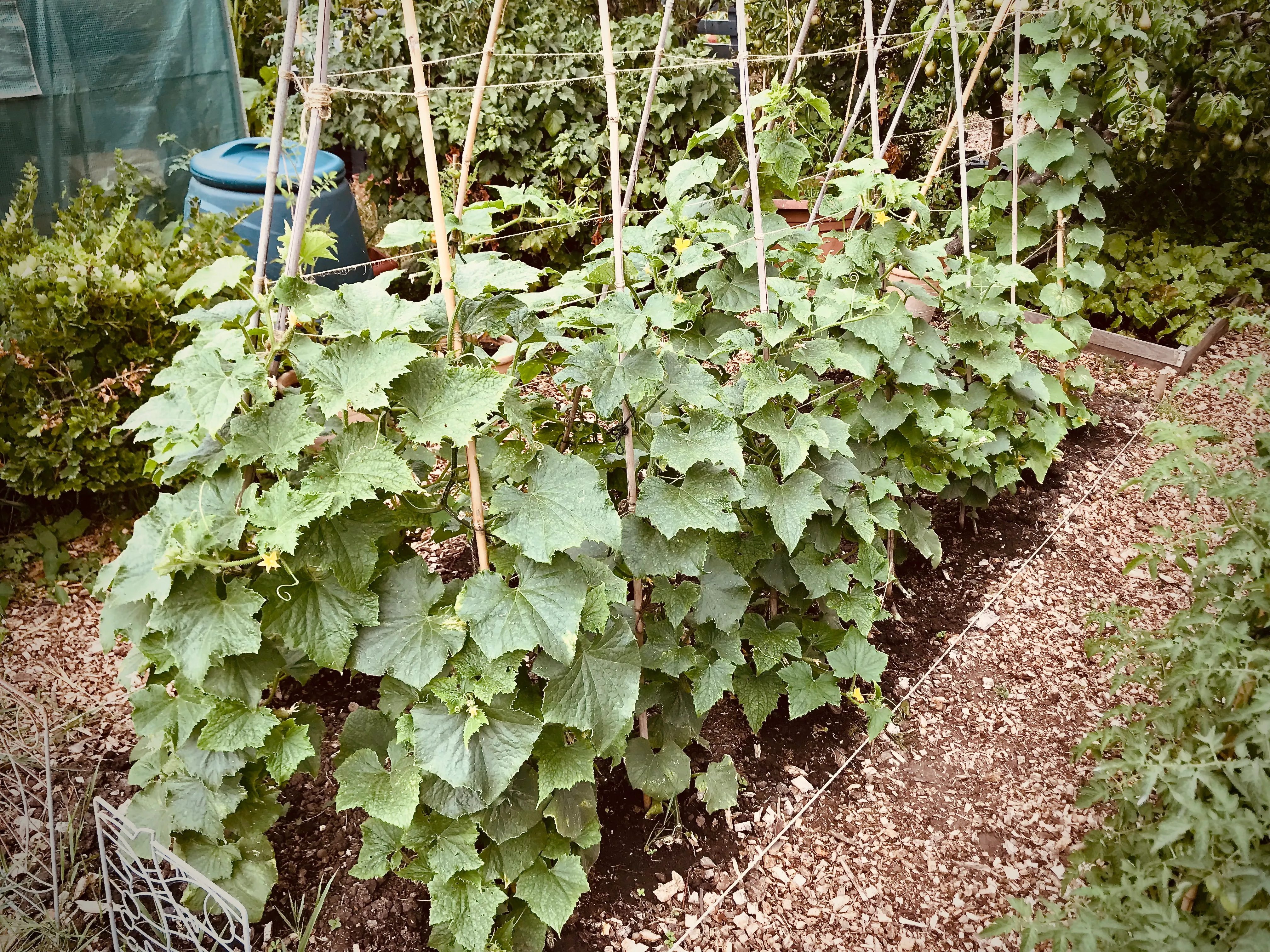Cucumbers on the allotment.