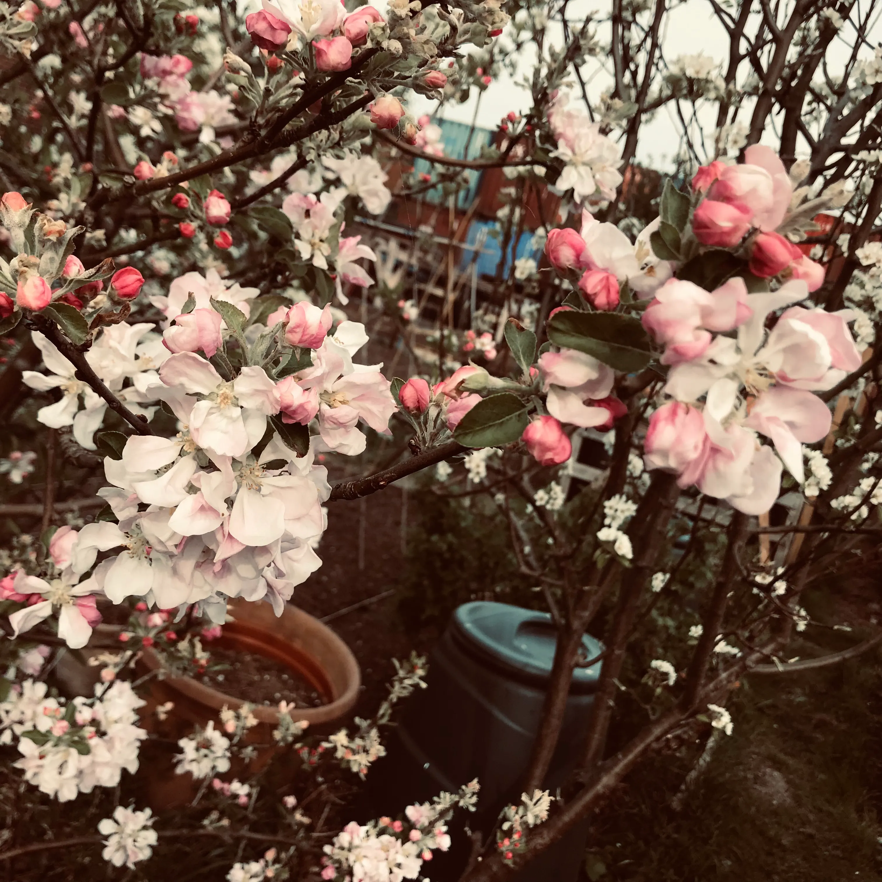 Apple blossom in Spring on an allotment.